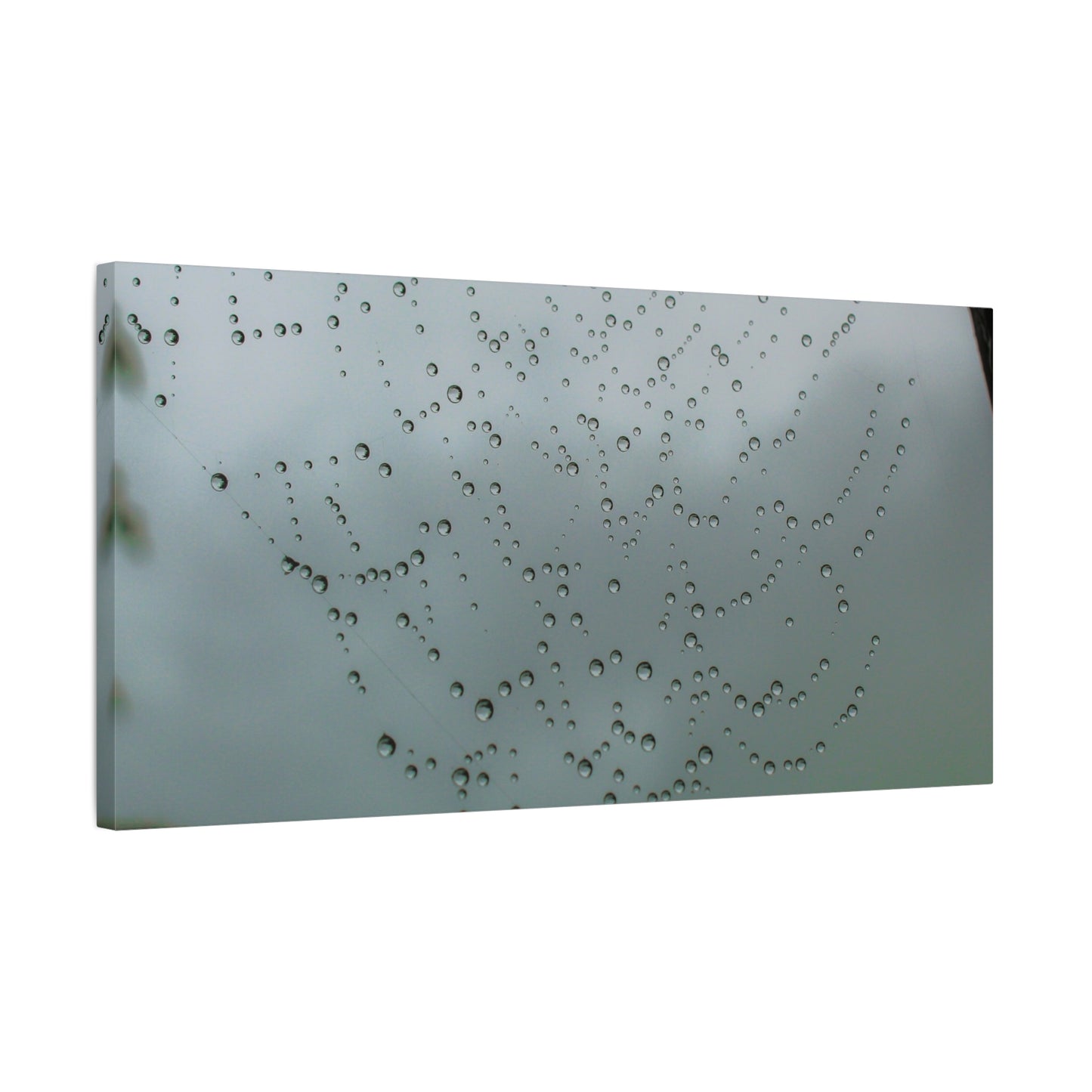 Canvas Print - Morning Dew on Spider Web Photo