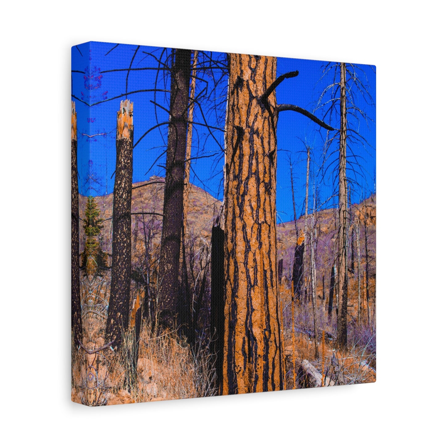 Canvas Print - Thunder Struck Tree Photo