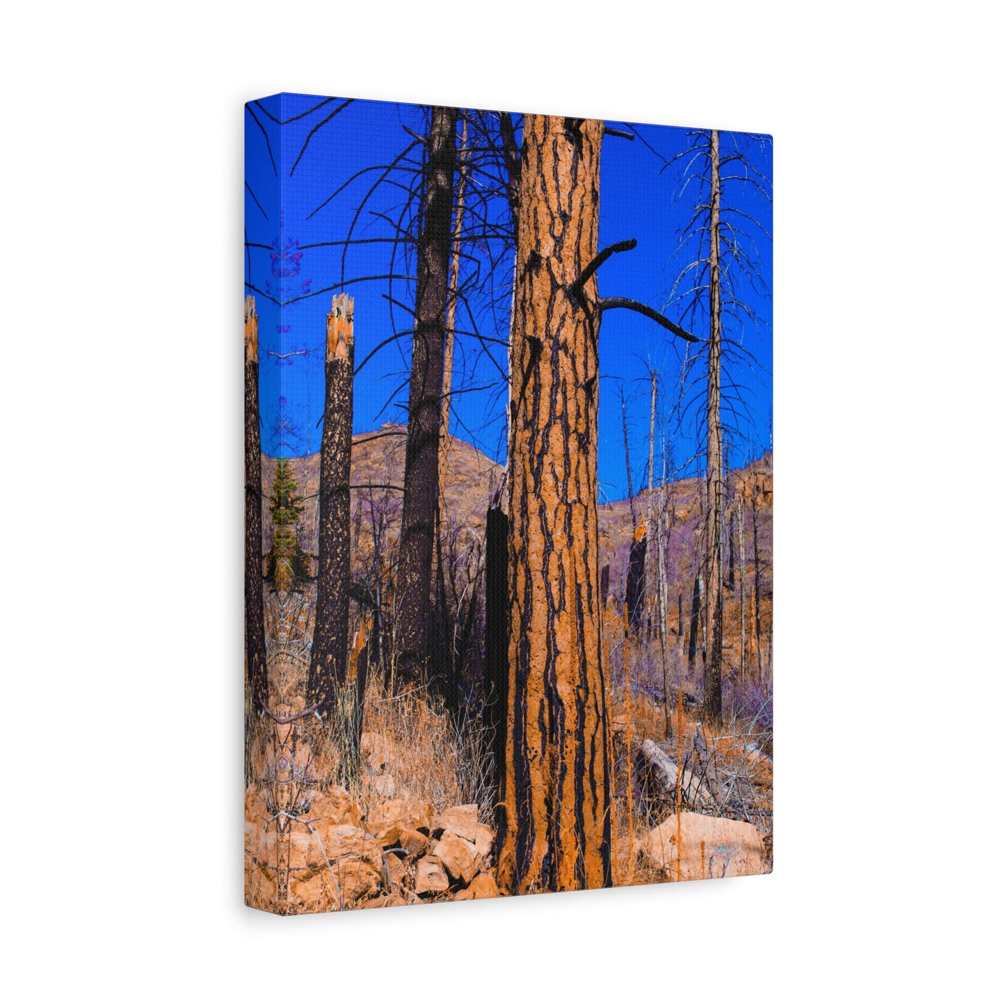 Canvas Print - Thunder Struck Tree Photo