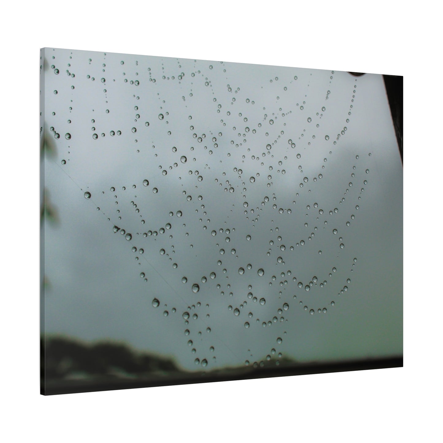 Canvas Print - Morning Dew on Spider Web Photo