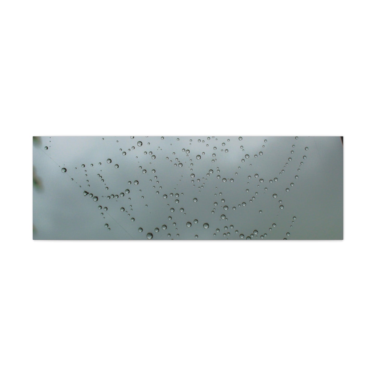 Canvas Print - Morning Dew on Spider Web Photo