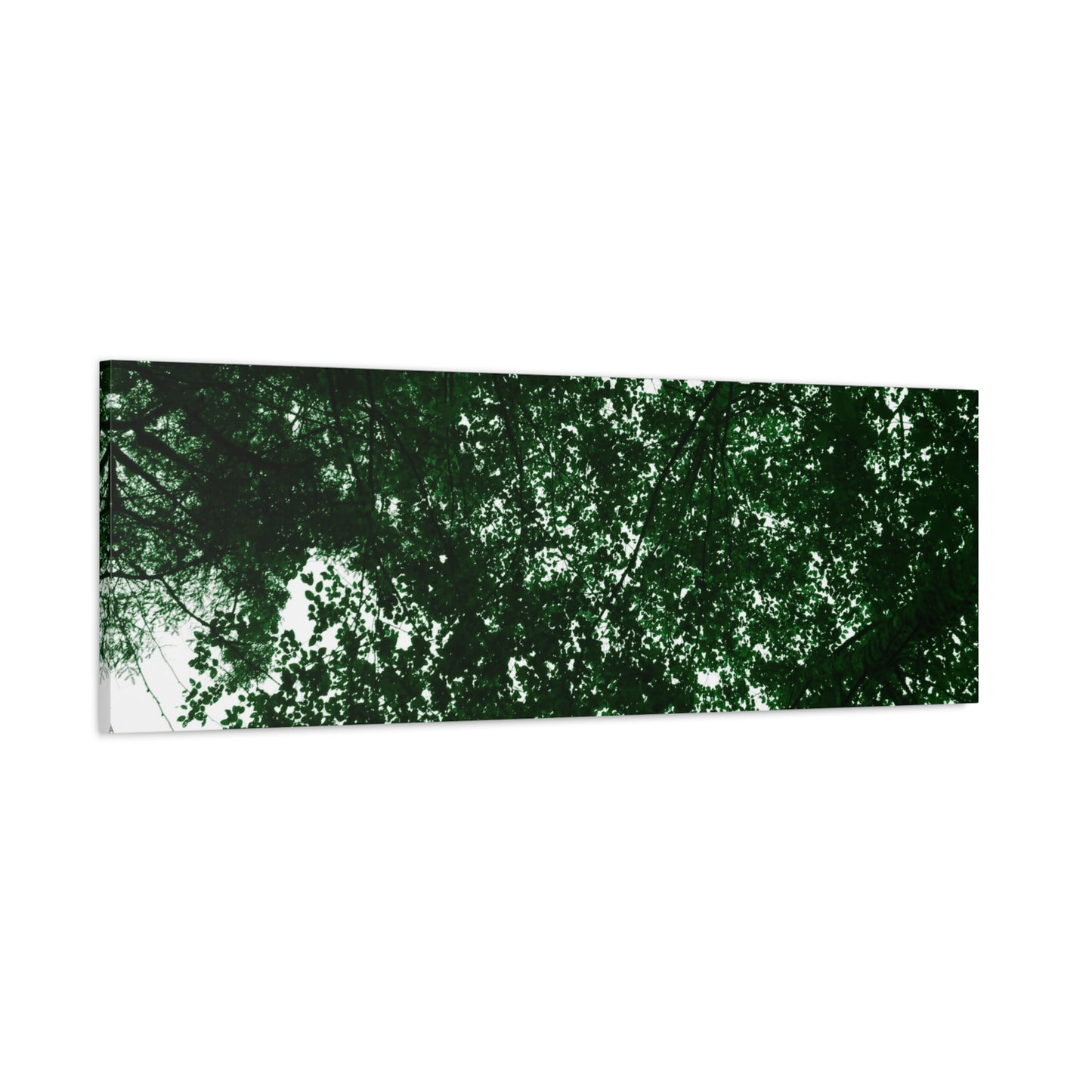 Canvas Print - Towering Tree Tops Photography