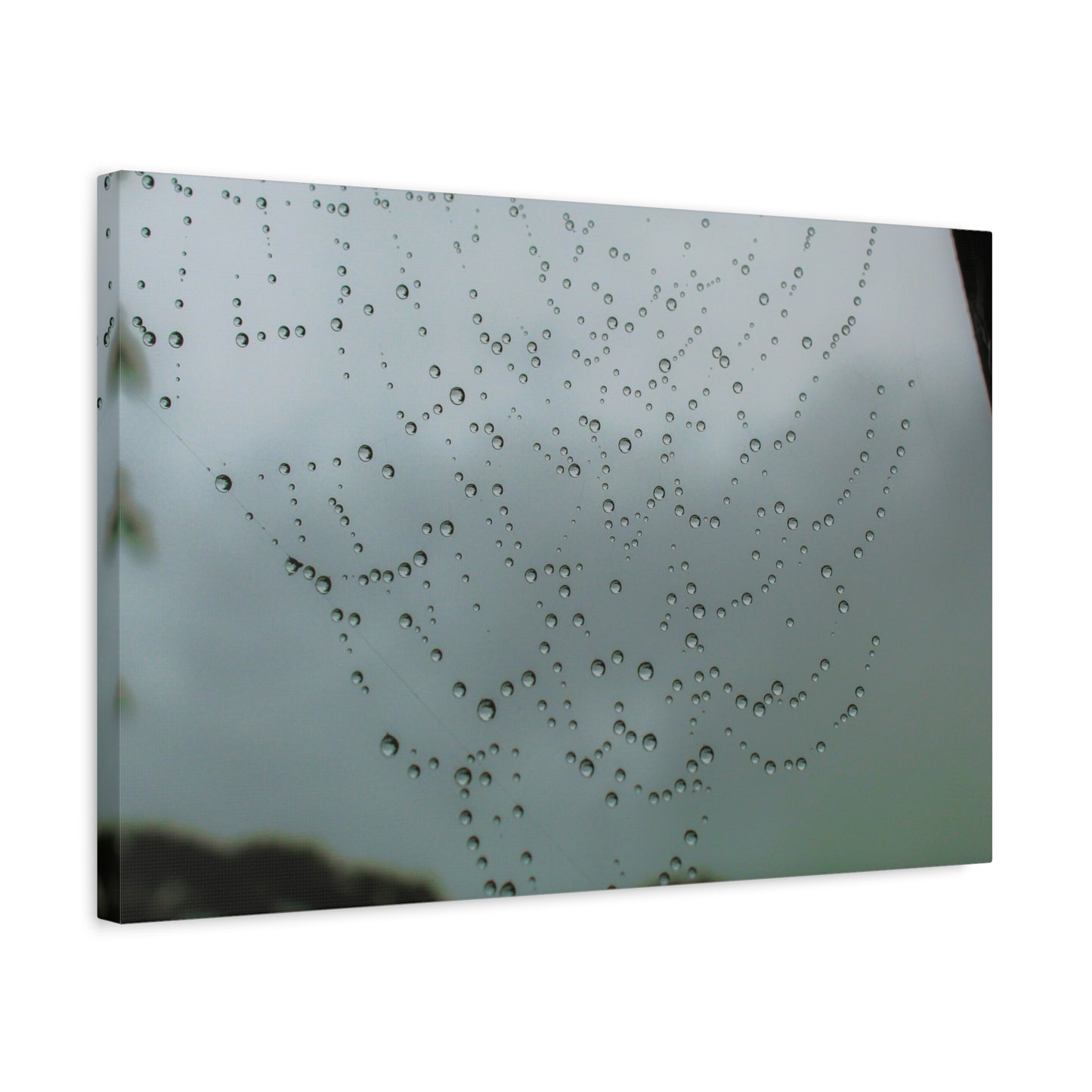 Canvas Print - Morning Dew on Spider Web Photo