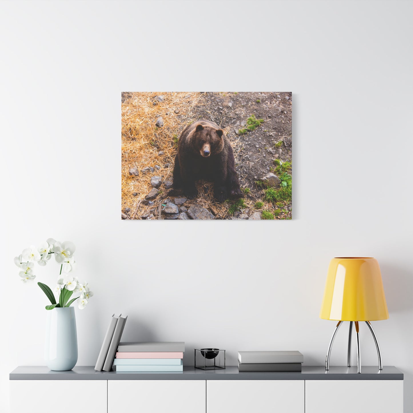 Canvas Print - Staring Bear Photograph