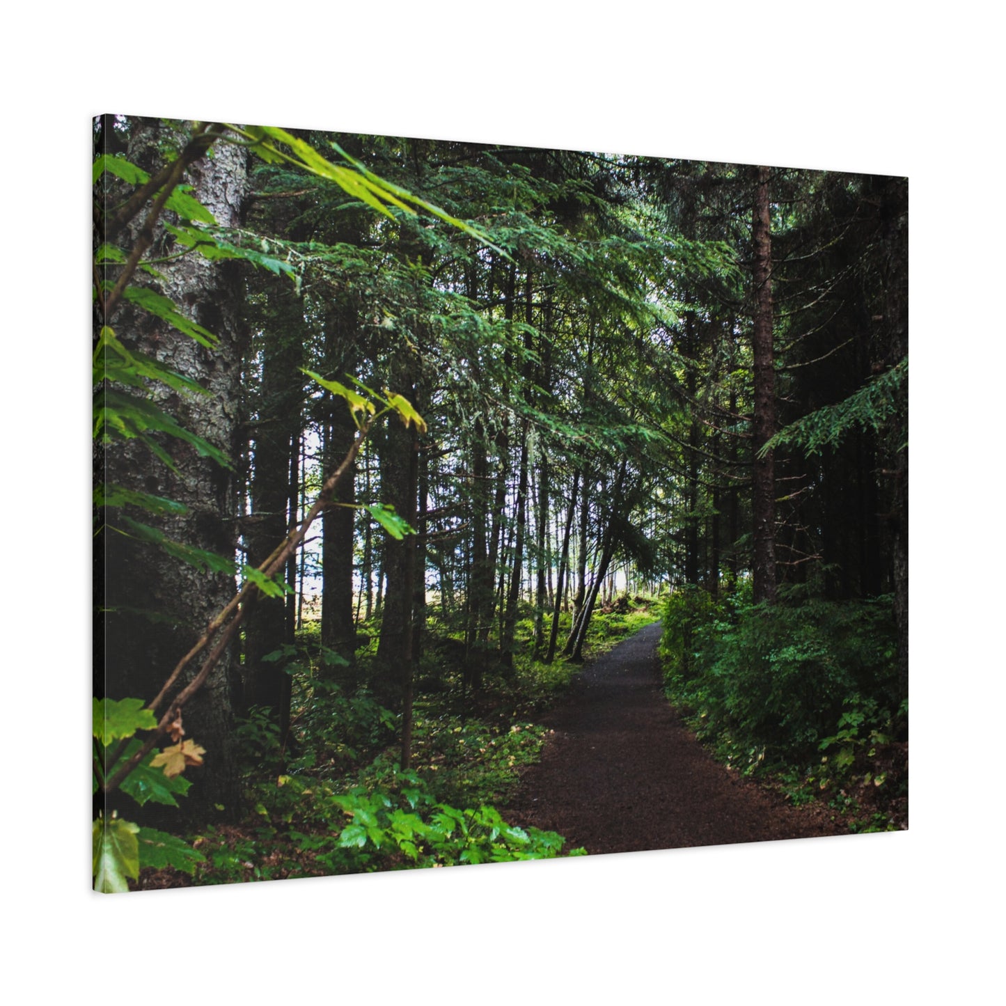 Copy of Canvas Art Print - Trail Through The Trees-Photograph