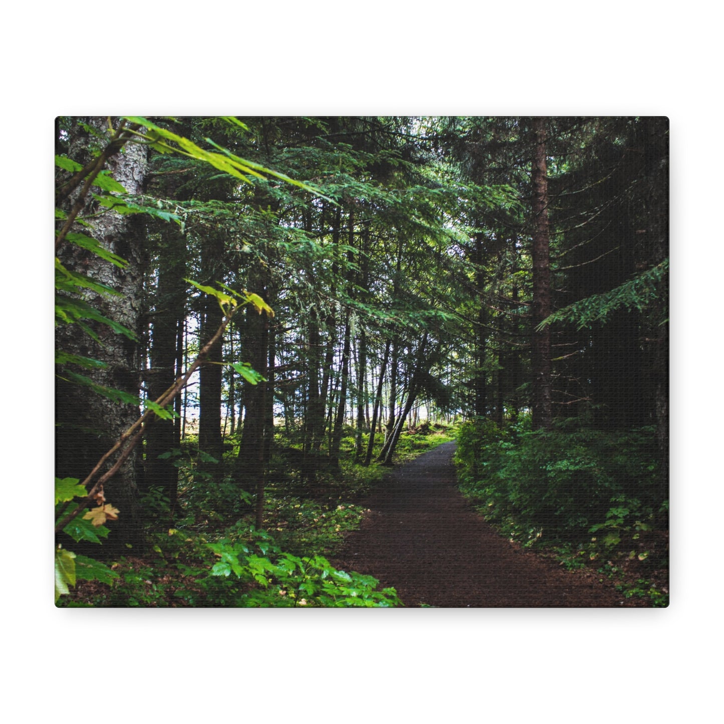 Copy of Canvas Art Print - Trail Through The Trees-Photograph