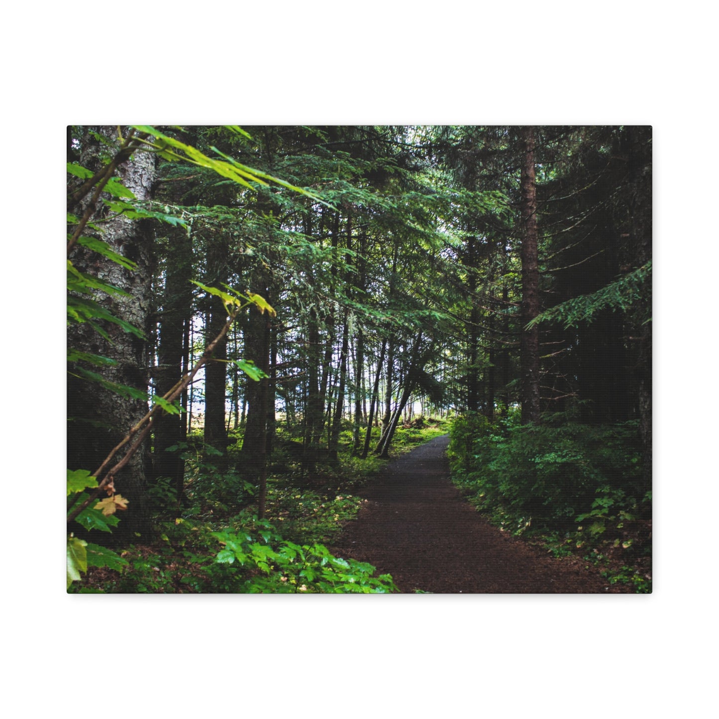 Copy of Canvas Art Print - Trail Through The Trees-Photograph