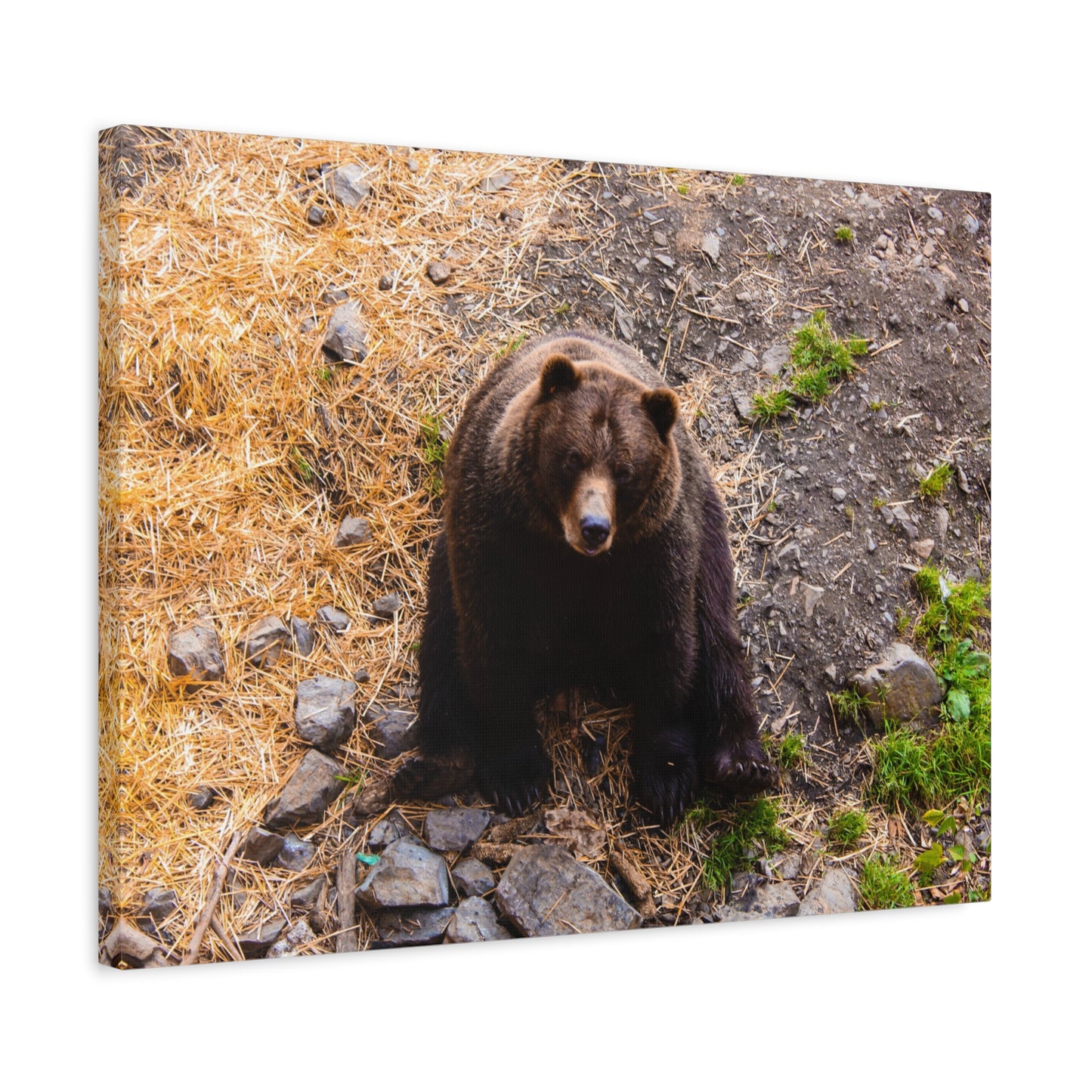 Canvas Print - Staring Bear Photograph