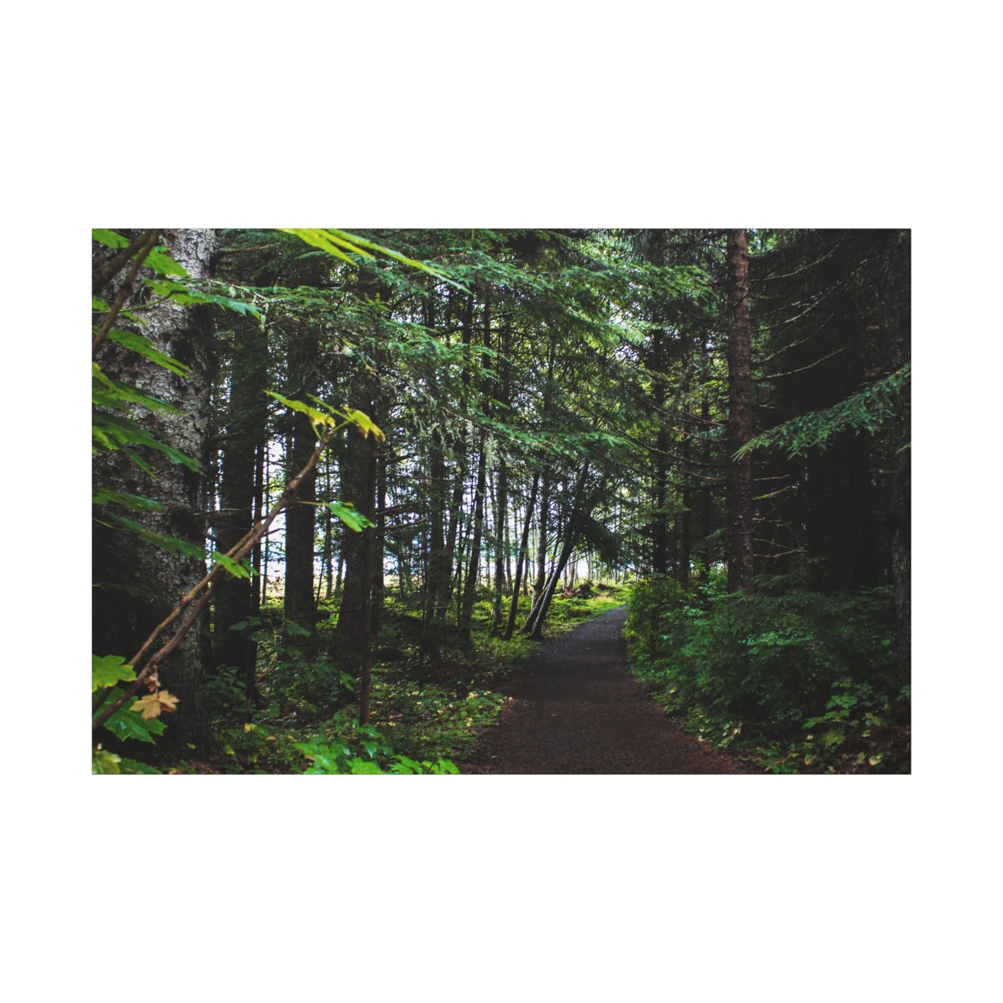 Copy of Canvas Art Print - Trail Through The Trees-Photograph