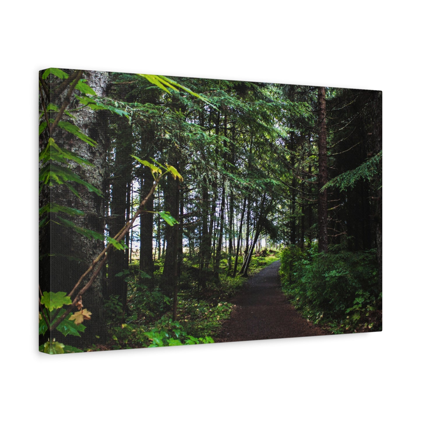 Copy of Canvas Art Print - Trail Through The Trees-Photograph