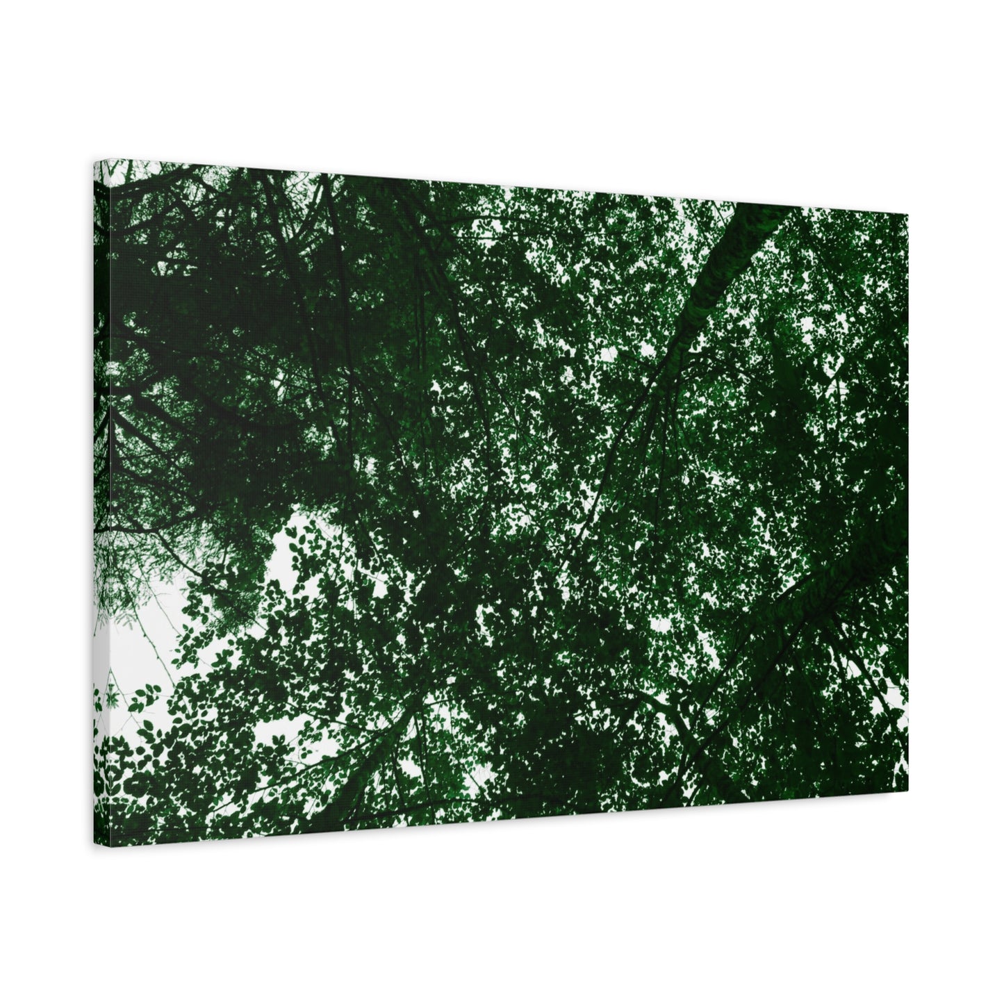 Canvas Print - Towering Tree Tops Photography