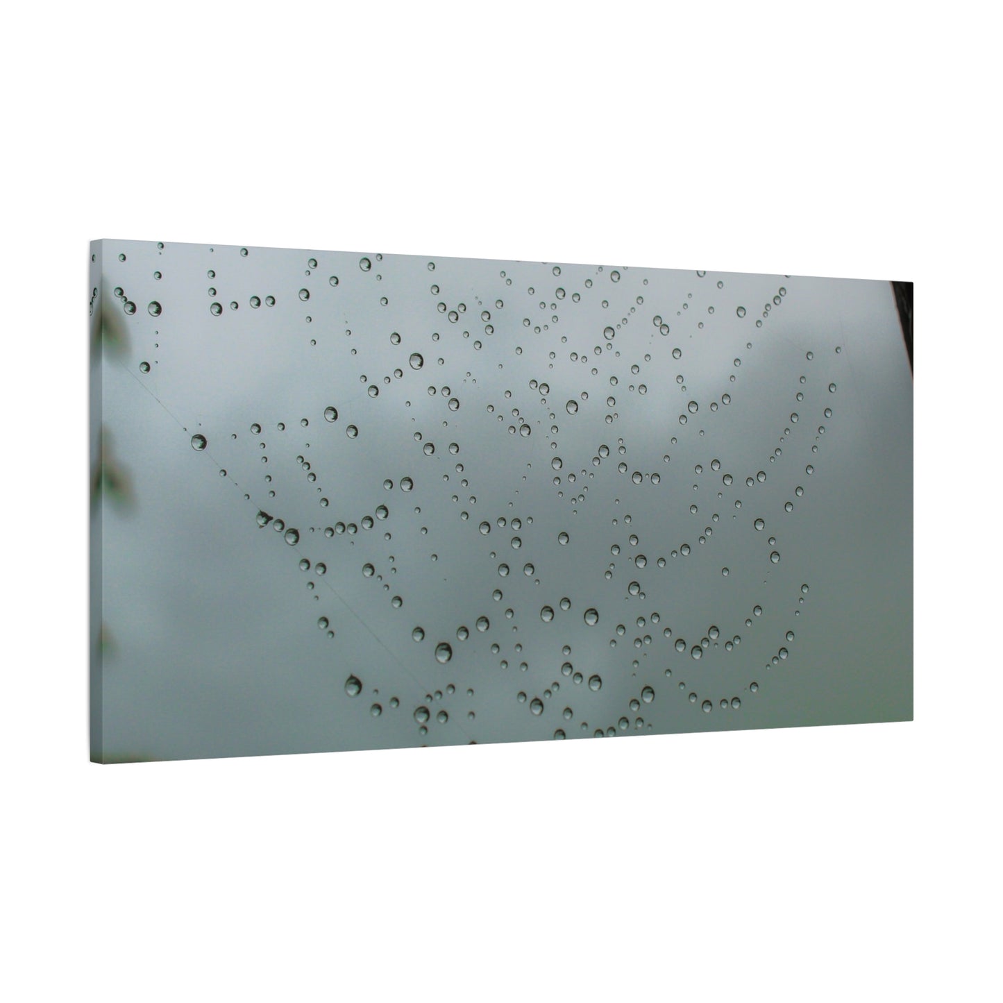 Canvas Print - Morning Dew on Spider Web Photo