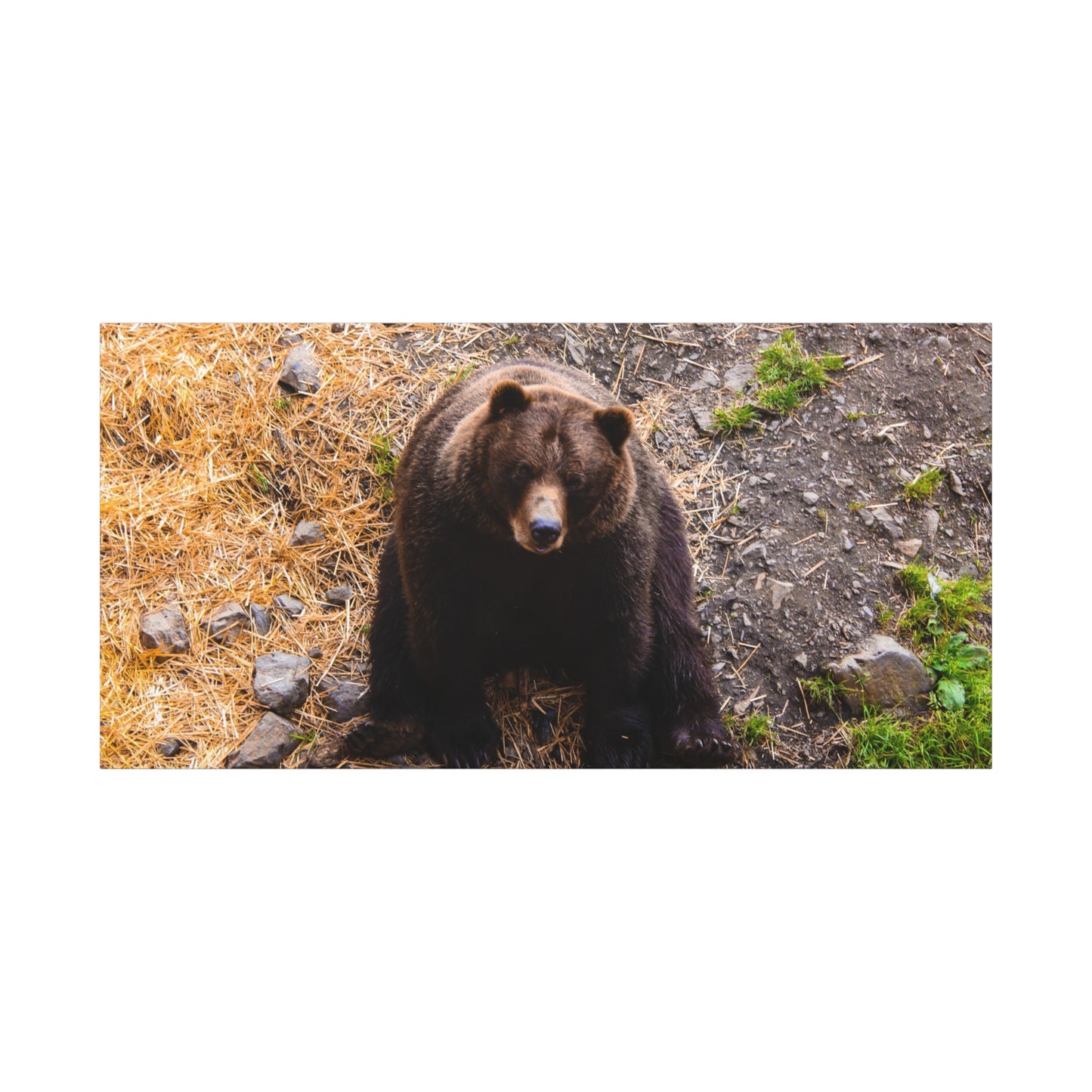 Canvas Print - Staring Bear Photograph