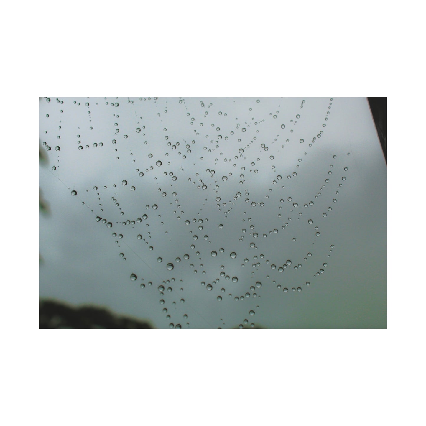 Canvas Print - Morning Dew on Spider Web Photo