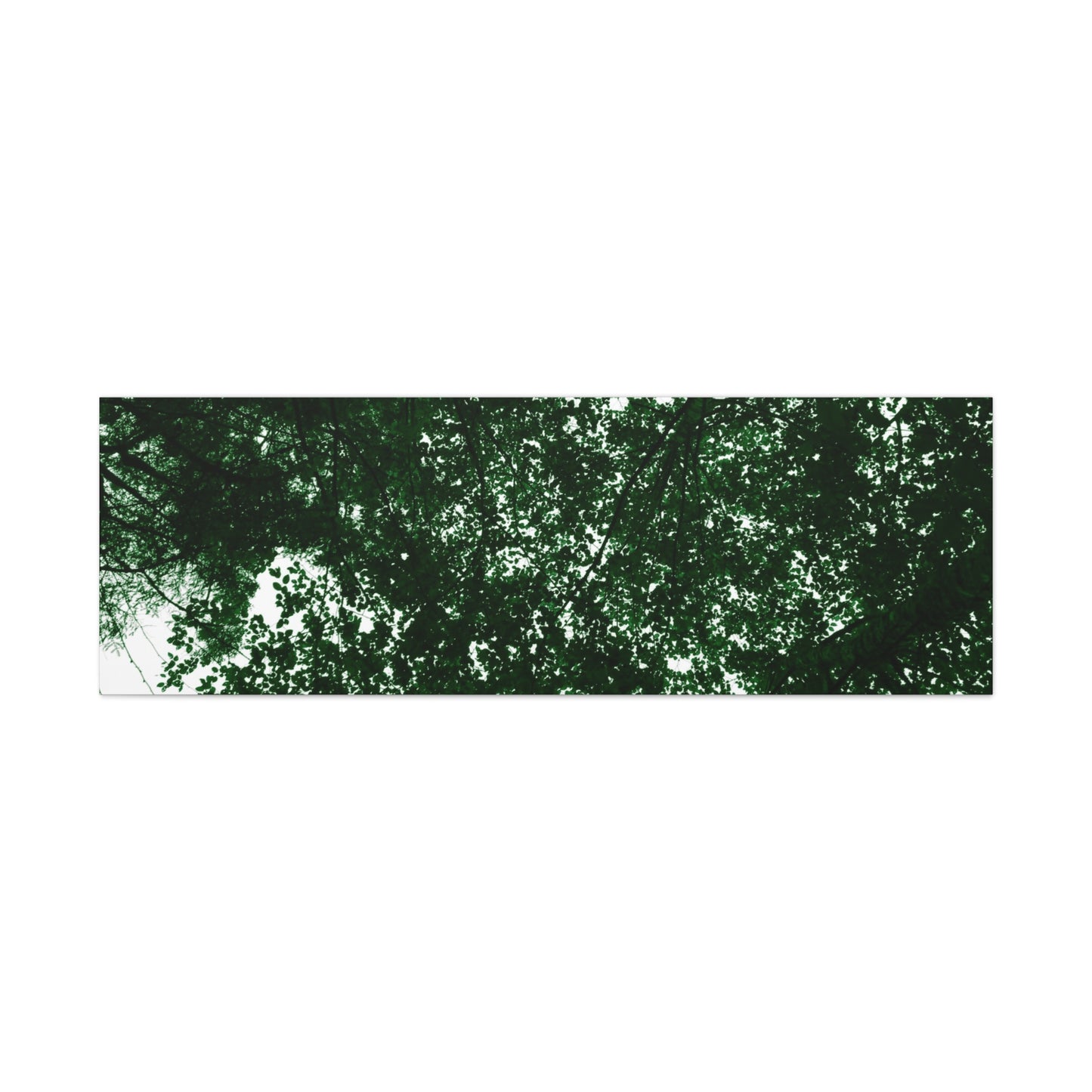 Canvas Print - Towering Tree Tops Photography
