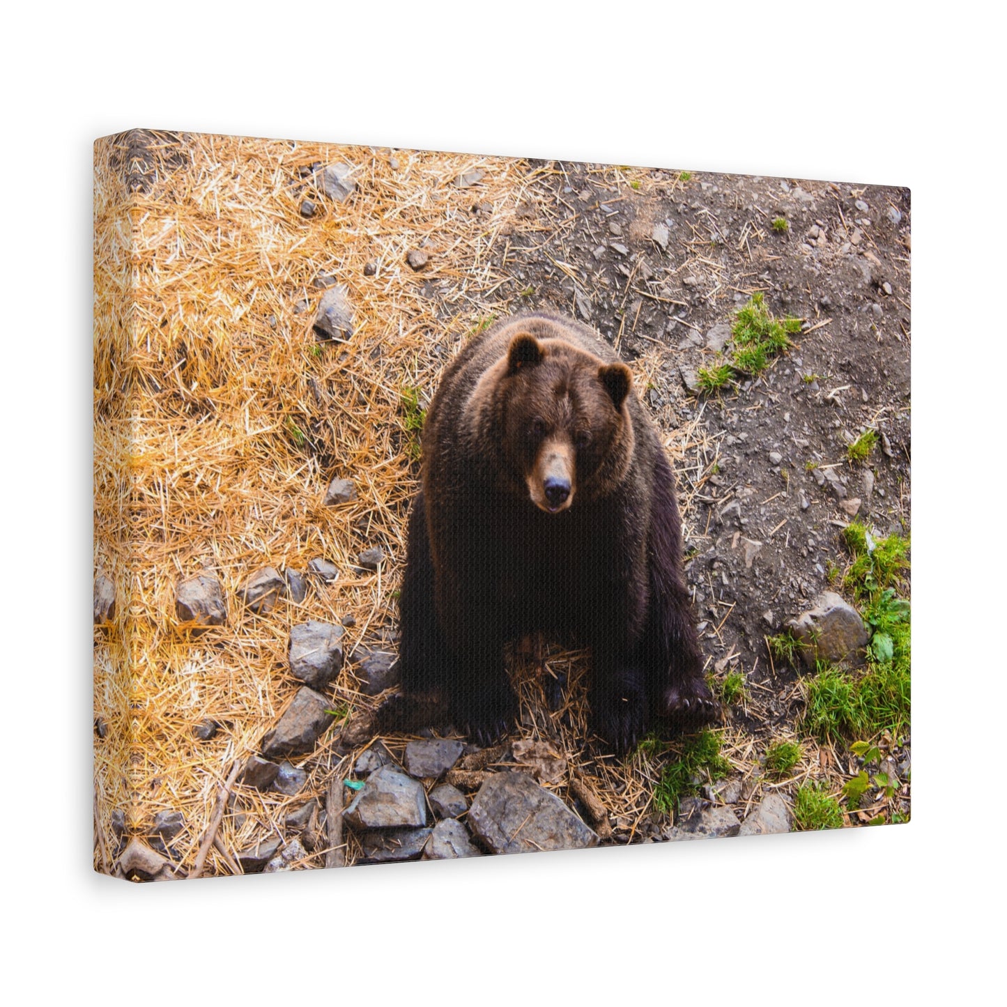 Canvas Print - Staring Bear Photograph