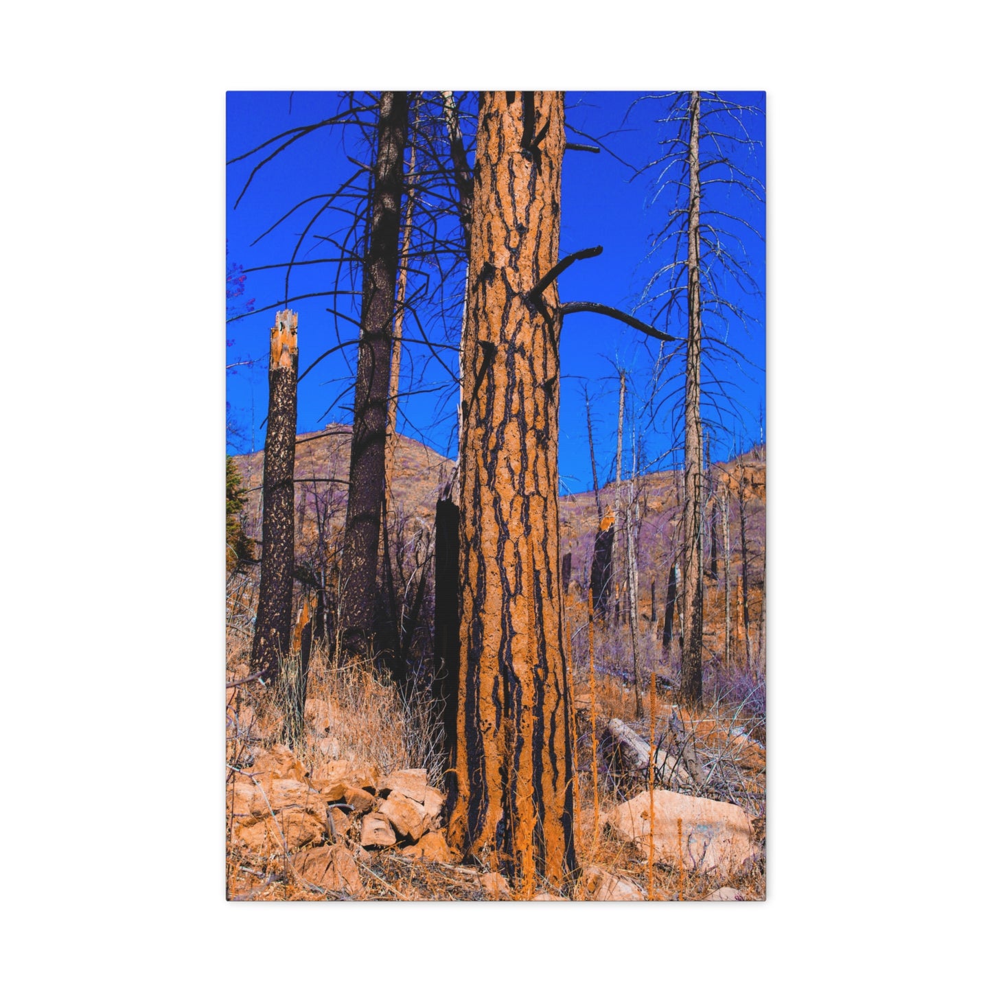 Canvas Print - Thunder Struck Tree Photo