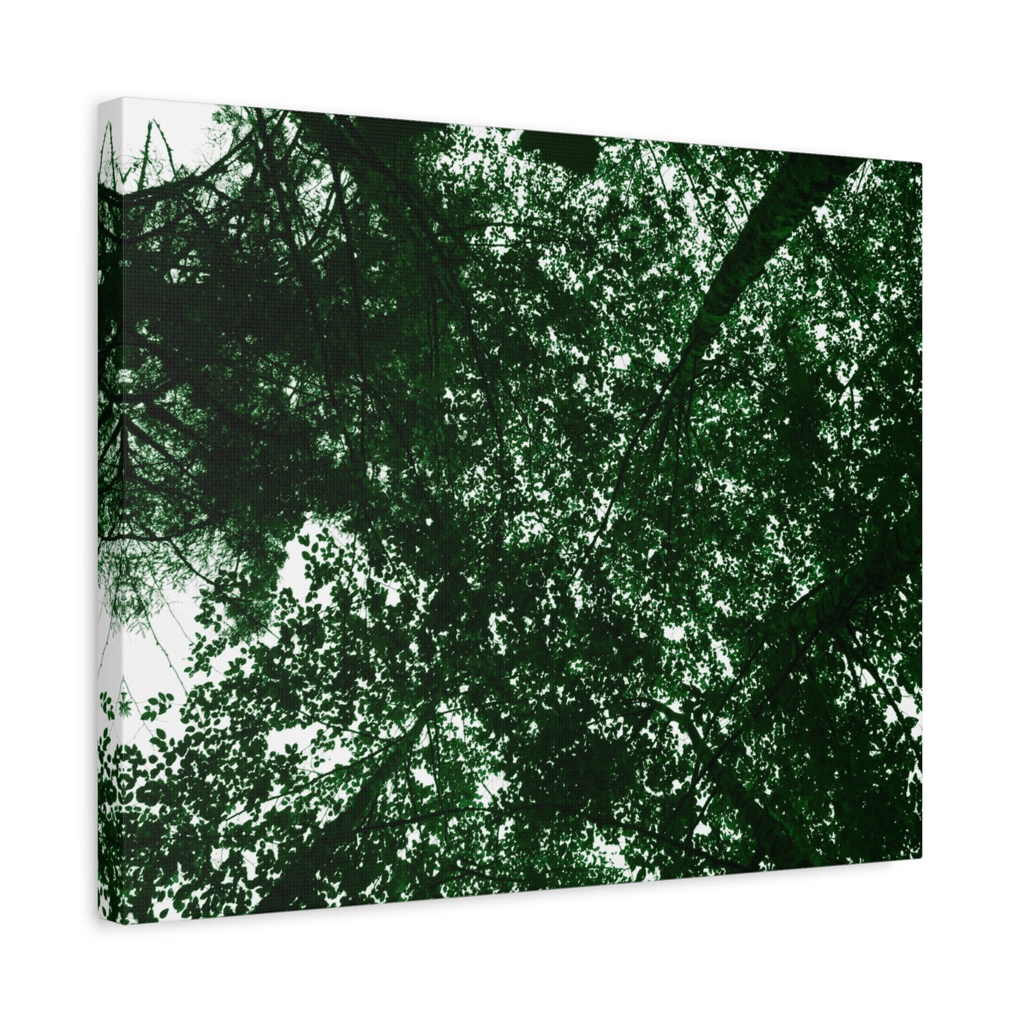 Canvas Print - Towering Tree Tops Photography
