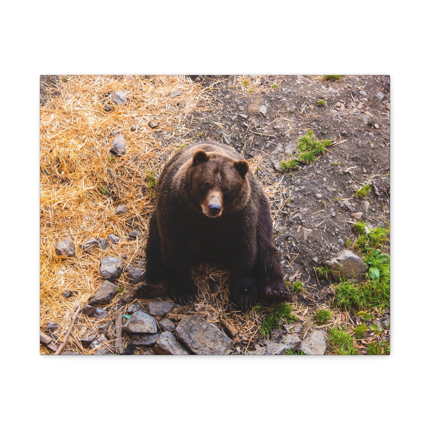 Canvas Print - Staring Bear Photograph