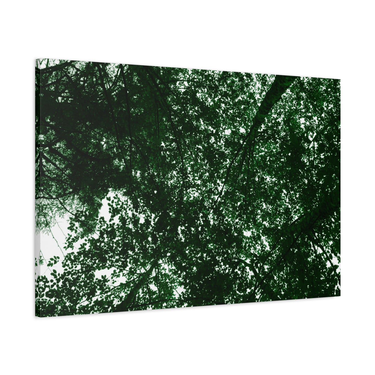 Canvas Print - Towering Tree Tops Photography