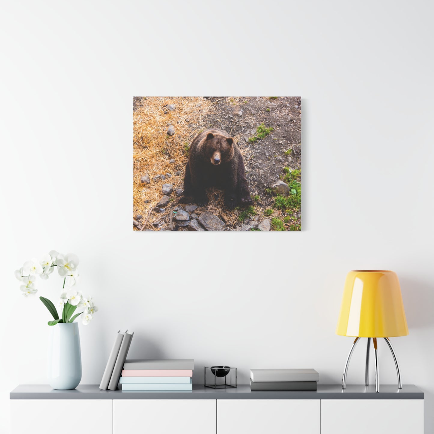 Canvas Print - Staring Bear Photograph