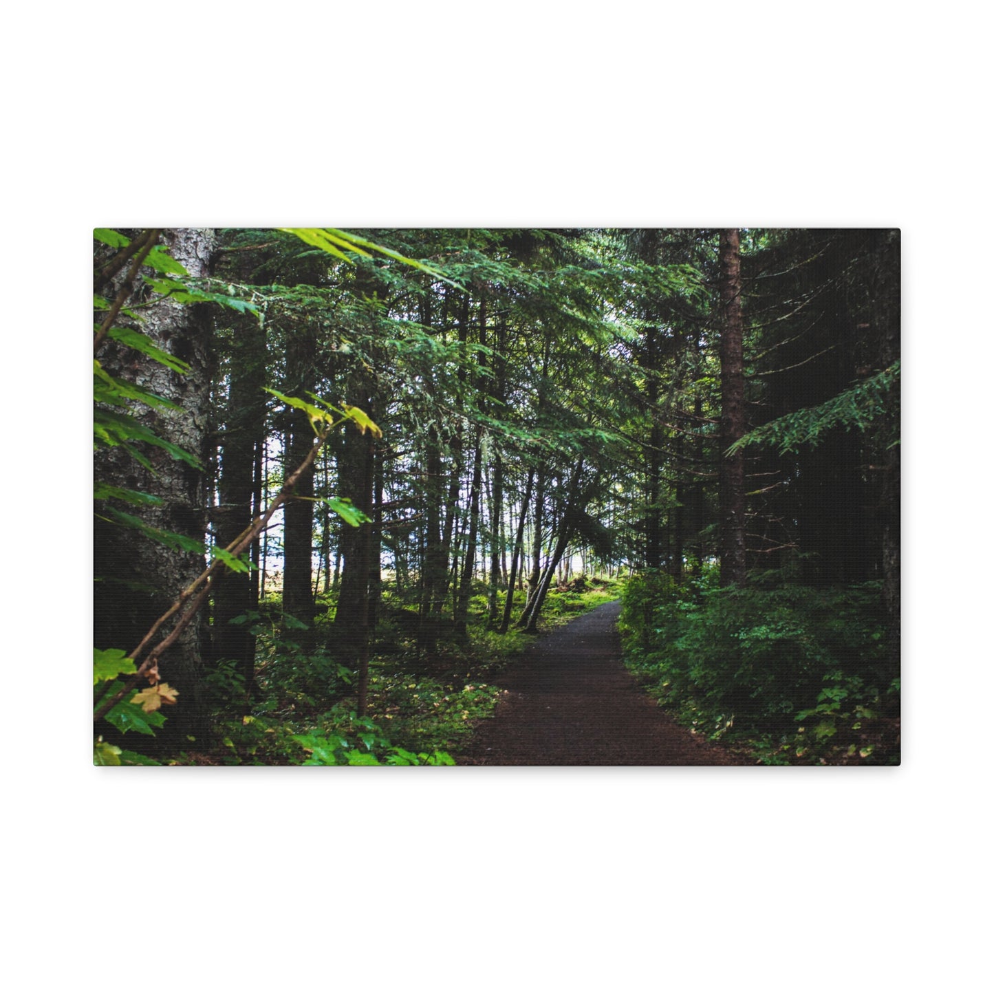 Copy of Canvas Art Print - Trail Through The Trees-Photograph