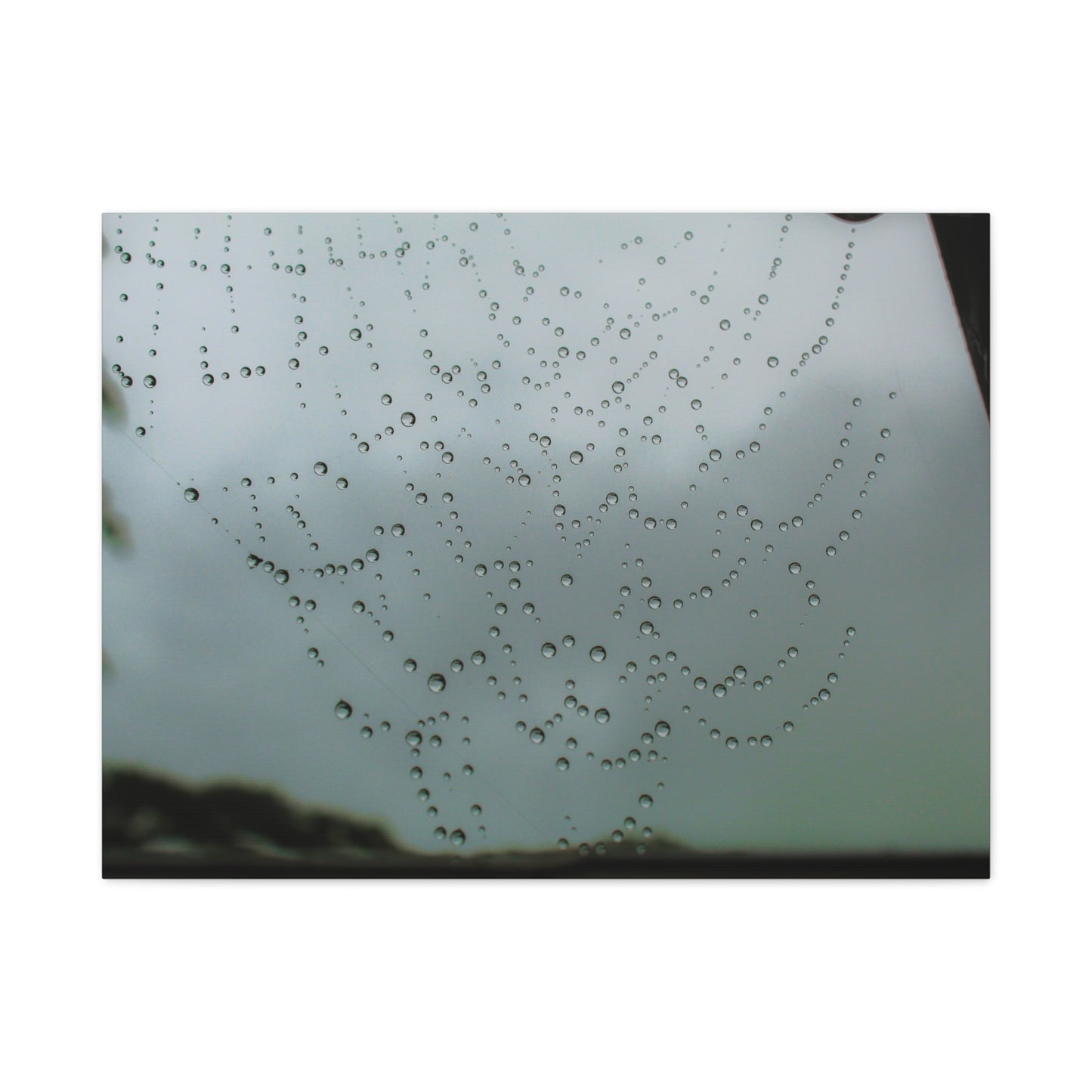 Canvas Print - Morning Dew on Spider Web Photo