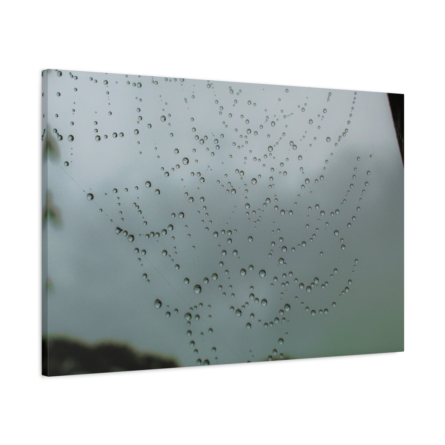 Canvas Print - Morning Dew on Spider Web Photo