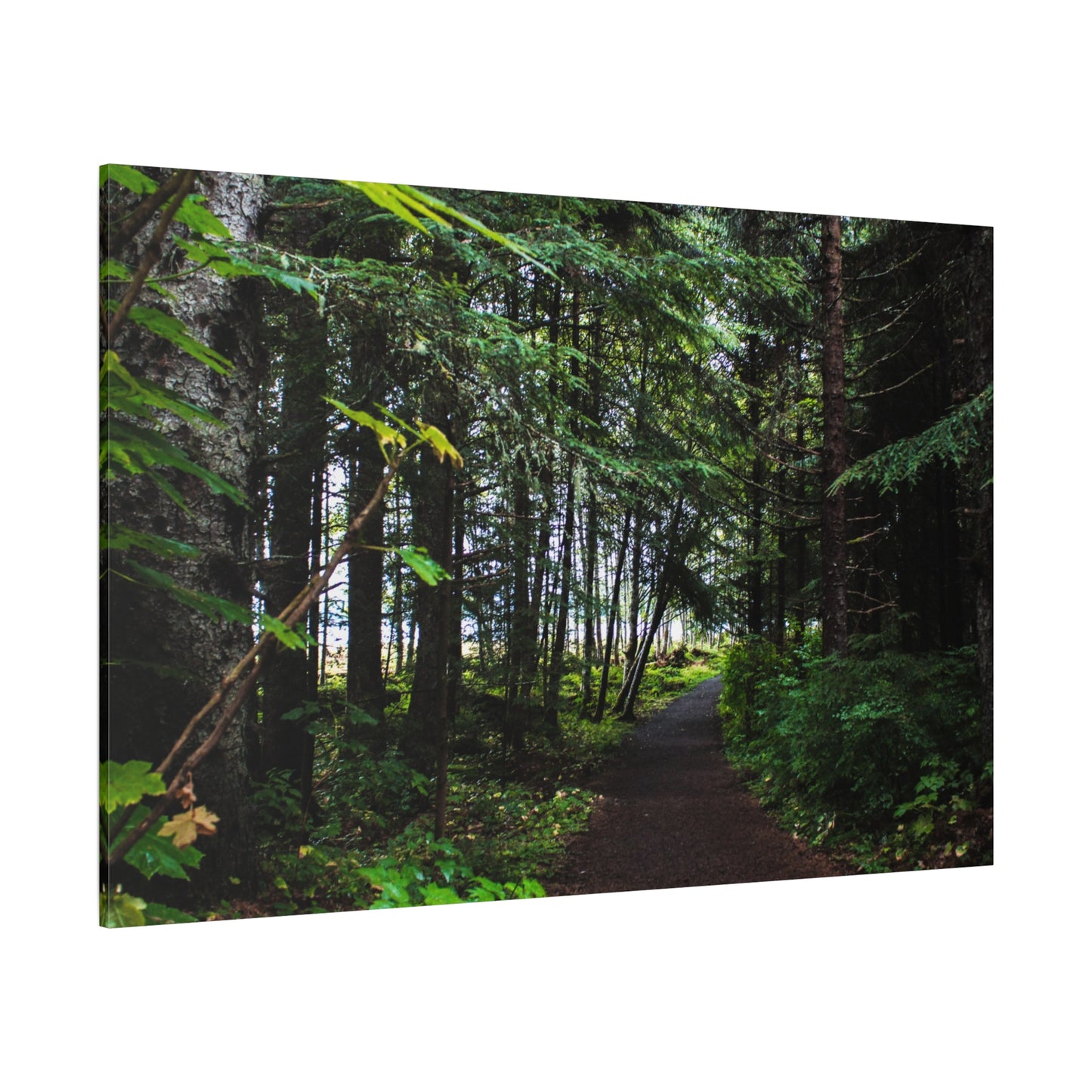 Copy of Canvas Art Print - Trail Through The Trees-Photograph