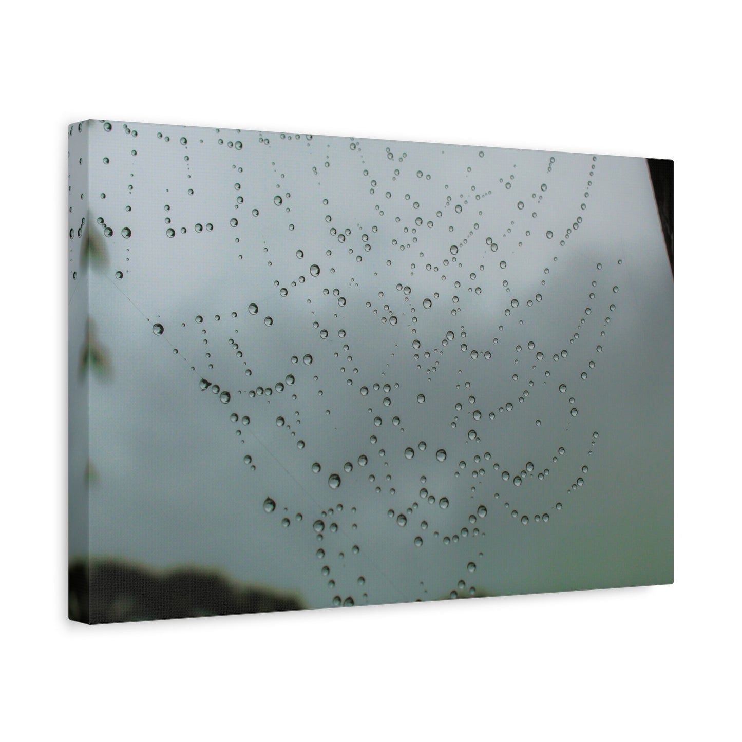 Canvas Print - Morning Dew on Spider Web Photo