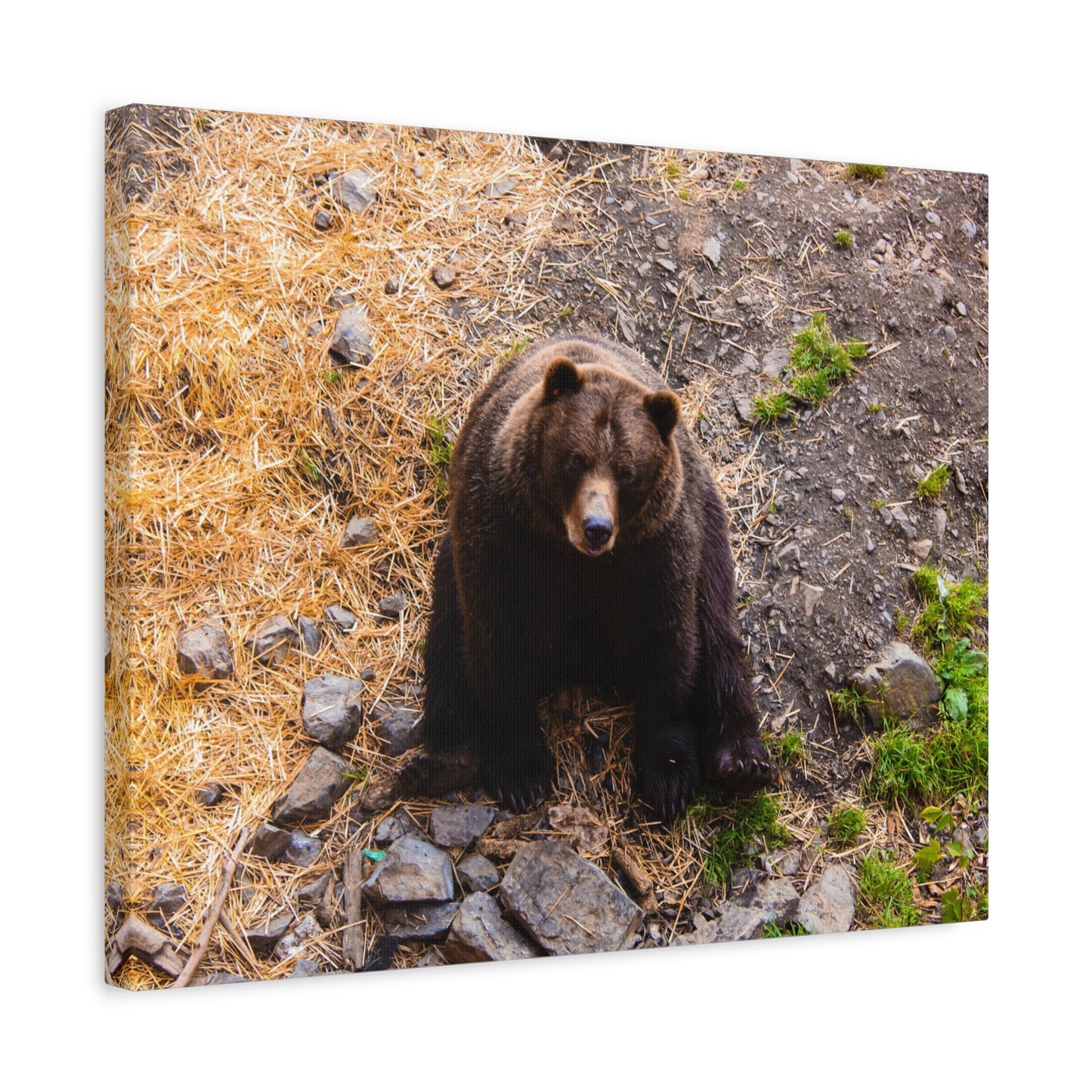 Canvas Print - Staring Bear Photograph
