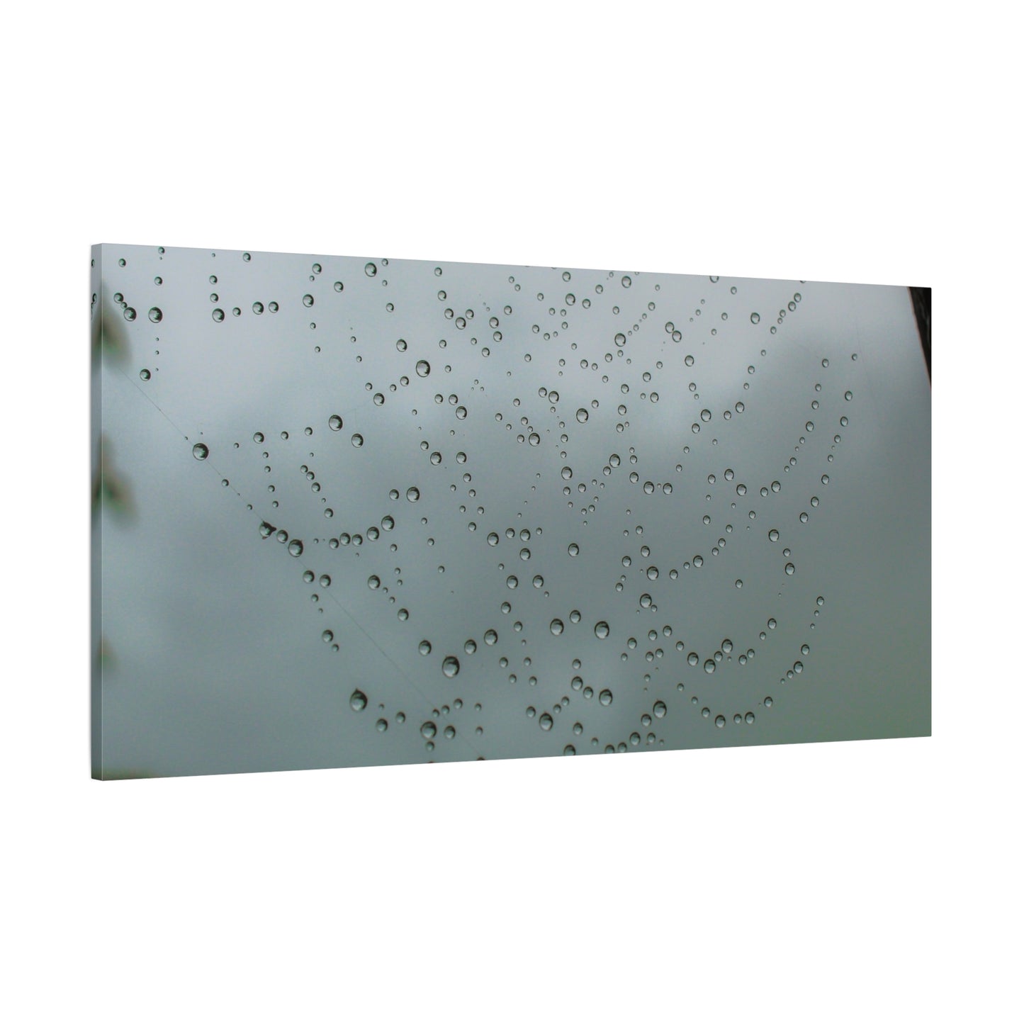 Canvas Print - Morning Dew on Spider Web Photo