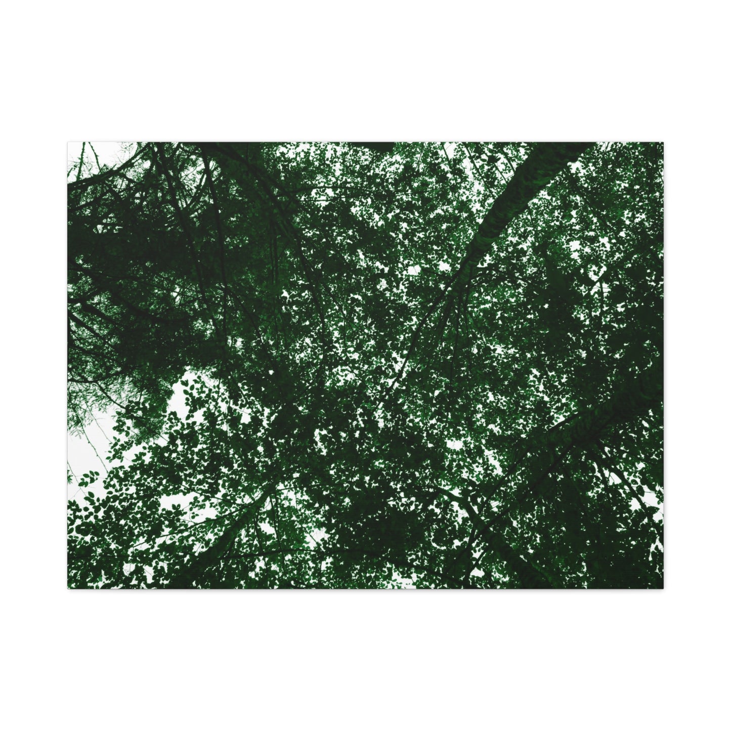 Canvas Print - Towering Tree Tops Photography