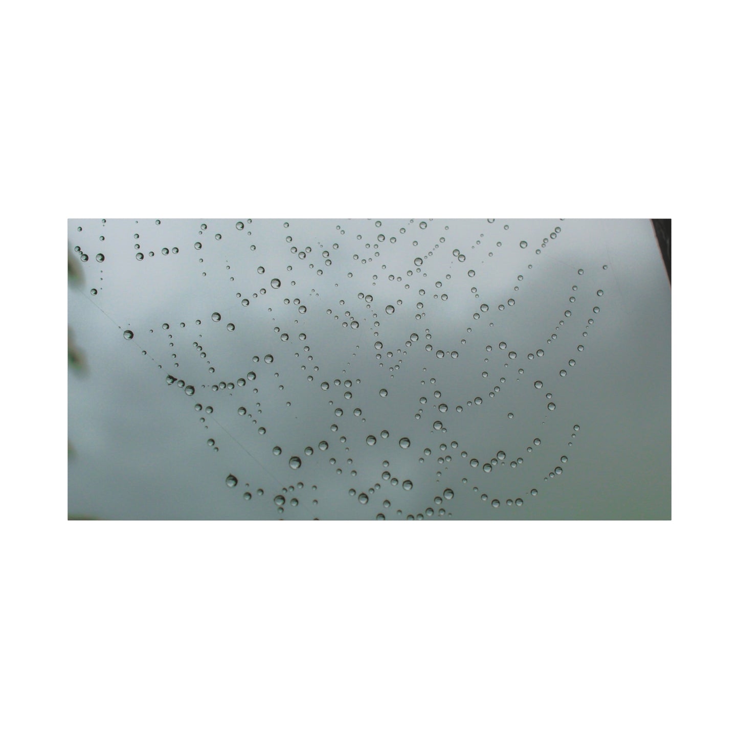 Canvas Print - Morning Dew on Spider Web Photo