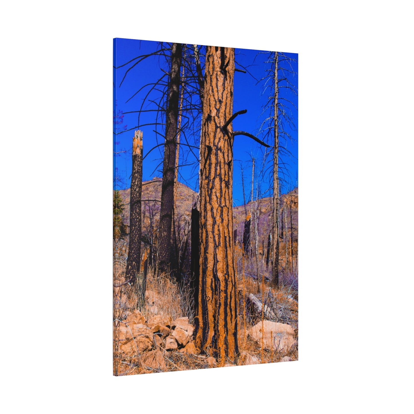 Canvas Print - Thunder Struck Tree Photo