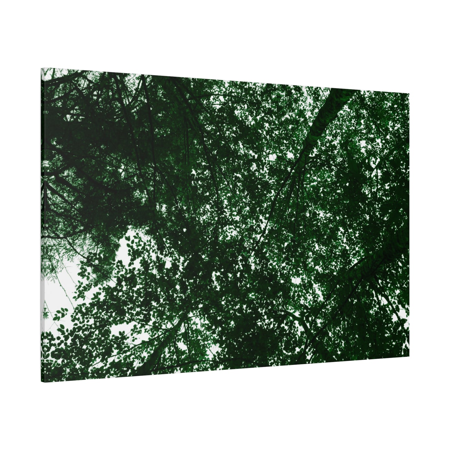 Canvas Print - Towering Tree Tops Photography
