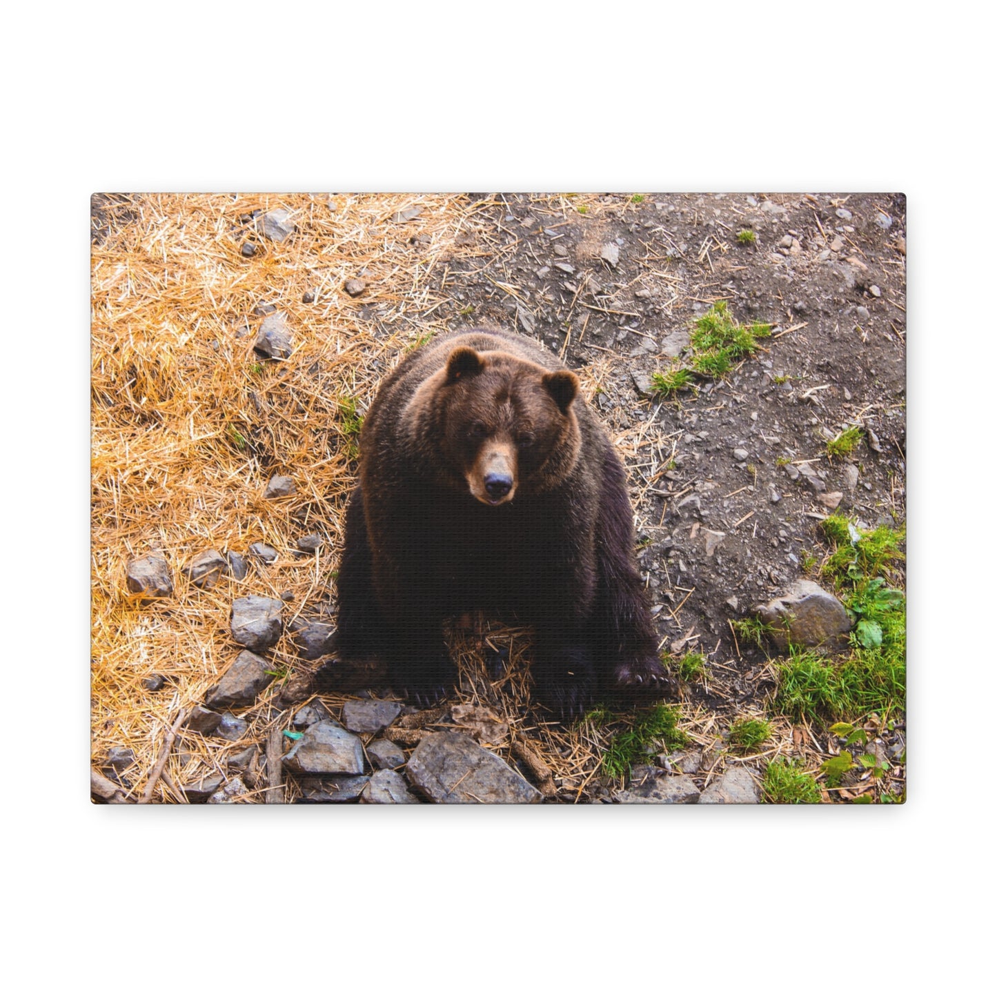 Canvas Print - Staring Bear Photograph