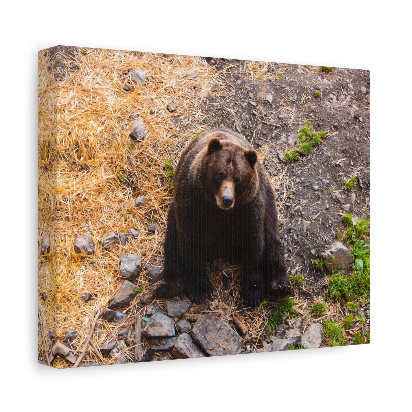 Canvas Print - Staring Bear Photograph