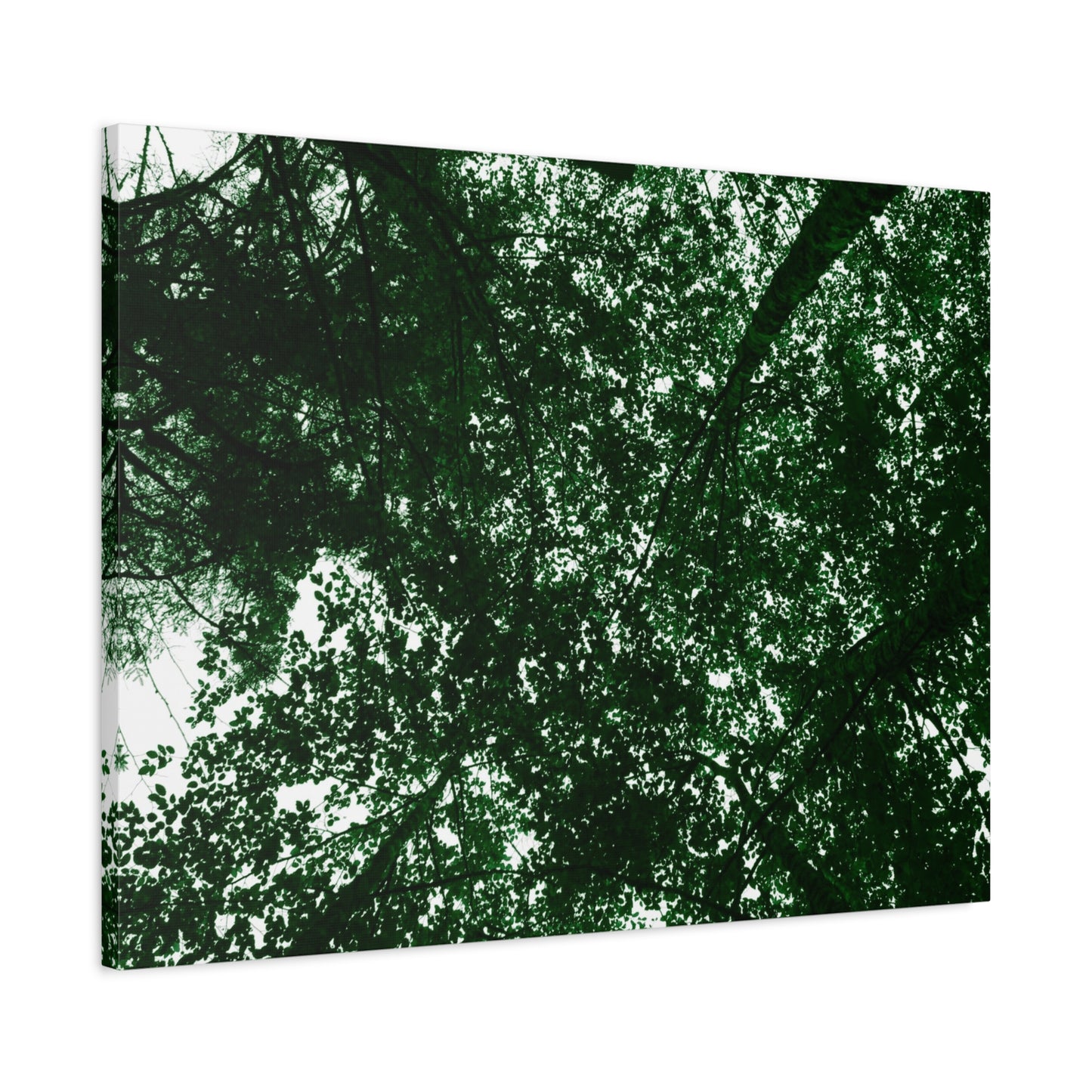Canvas Print - Towering Tree Tops Photography