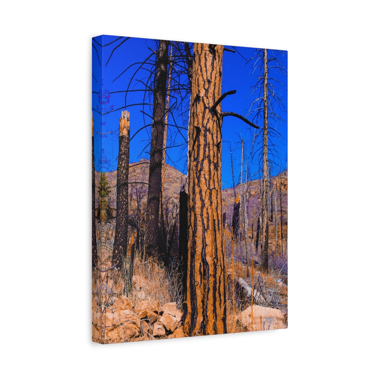Canvas Print - Thunder Struck Tree Photo