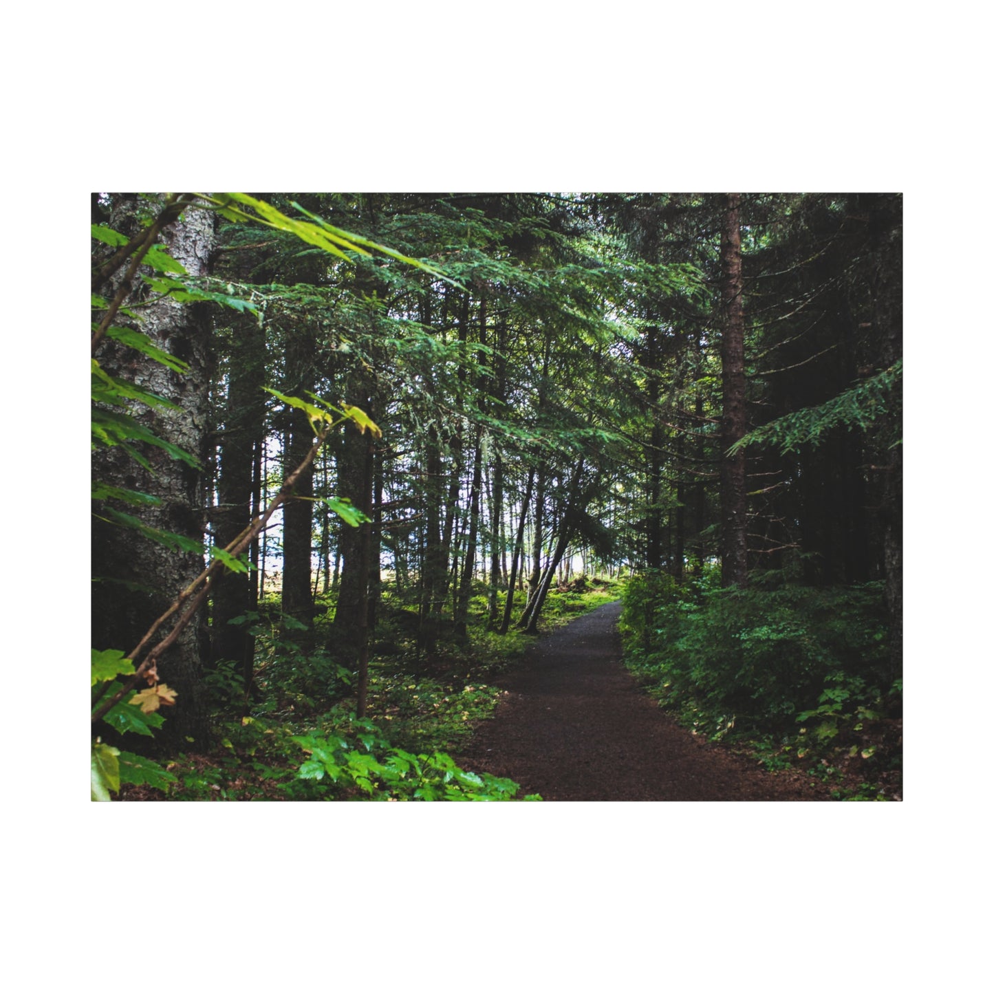 Copy of Canvas Art Print - Trail Through The Trees-Photograph