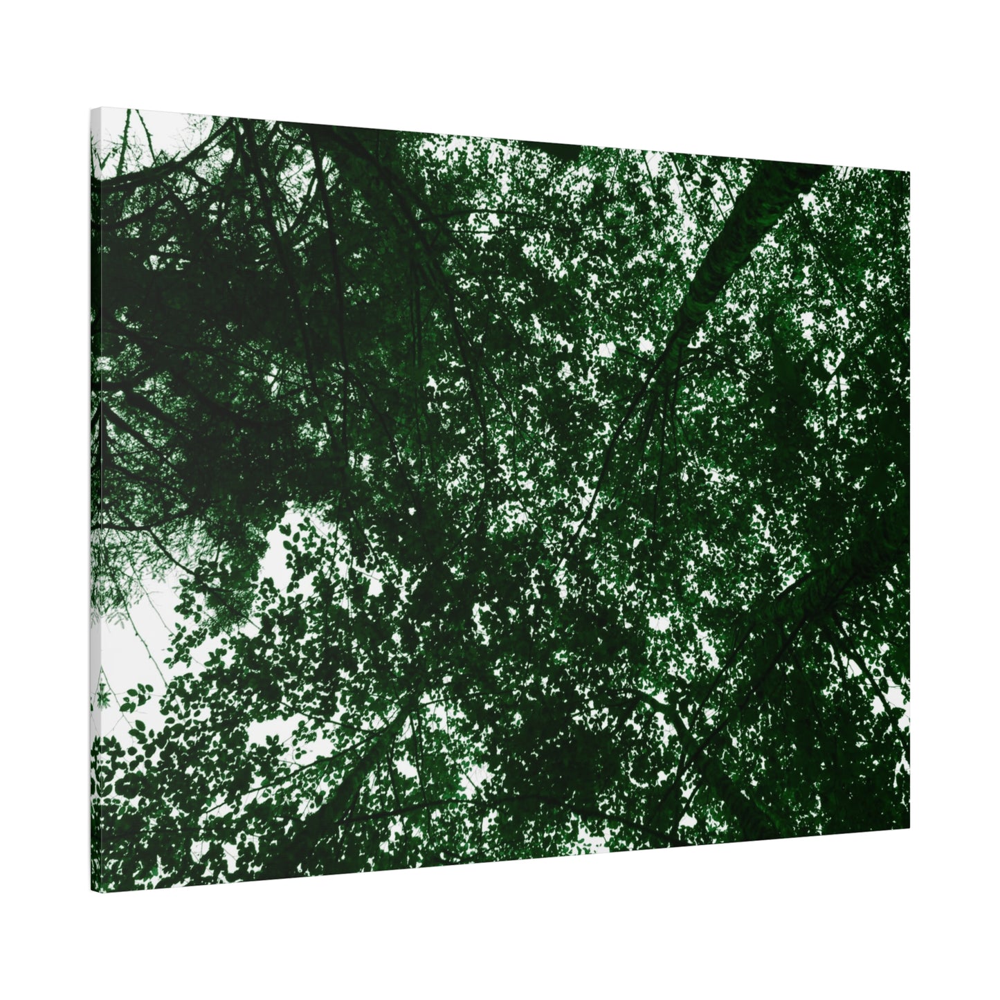 Canvas Print - Towering Tree Tops Photography