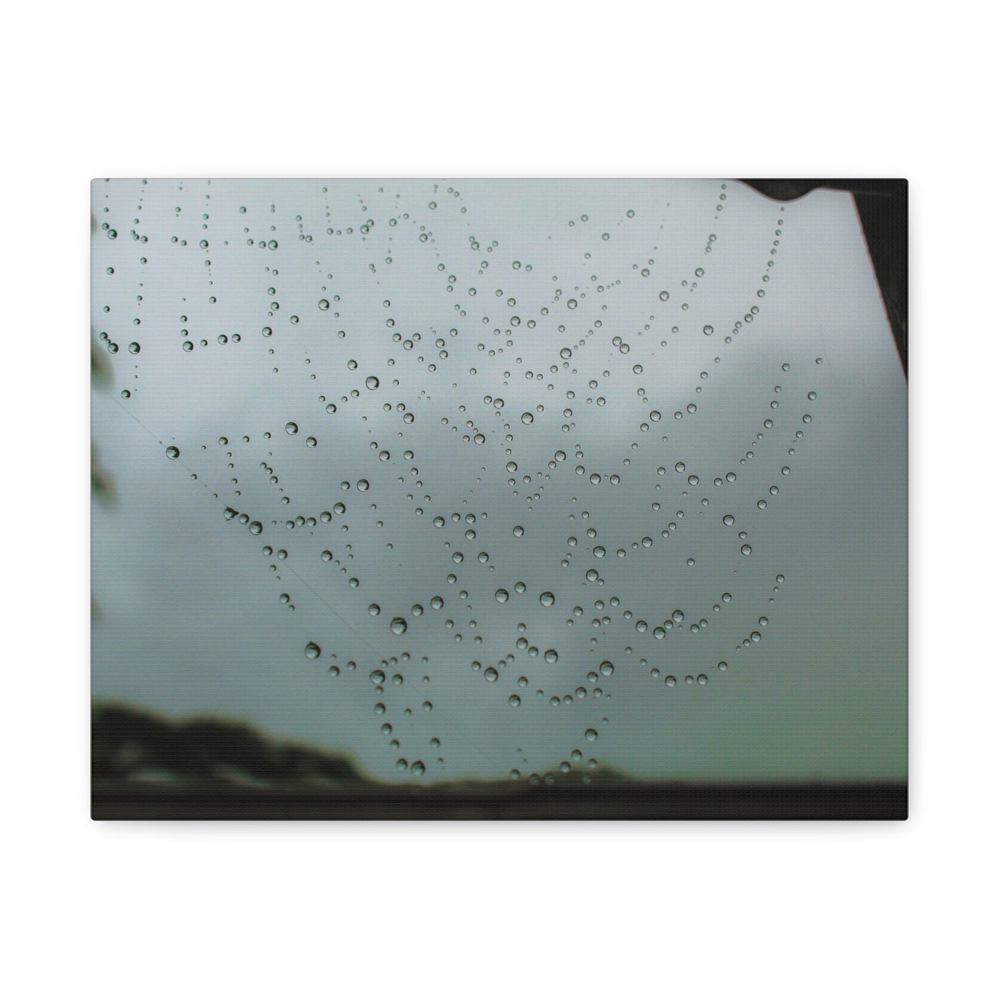 Canvas Print - Morning Dew on Spider Web Photo