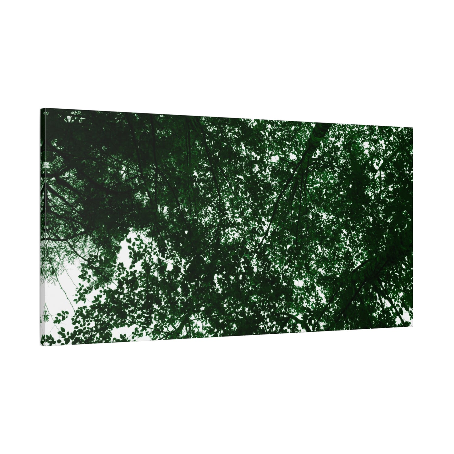 Canvas Print - Towering Tree Tops Photography