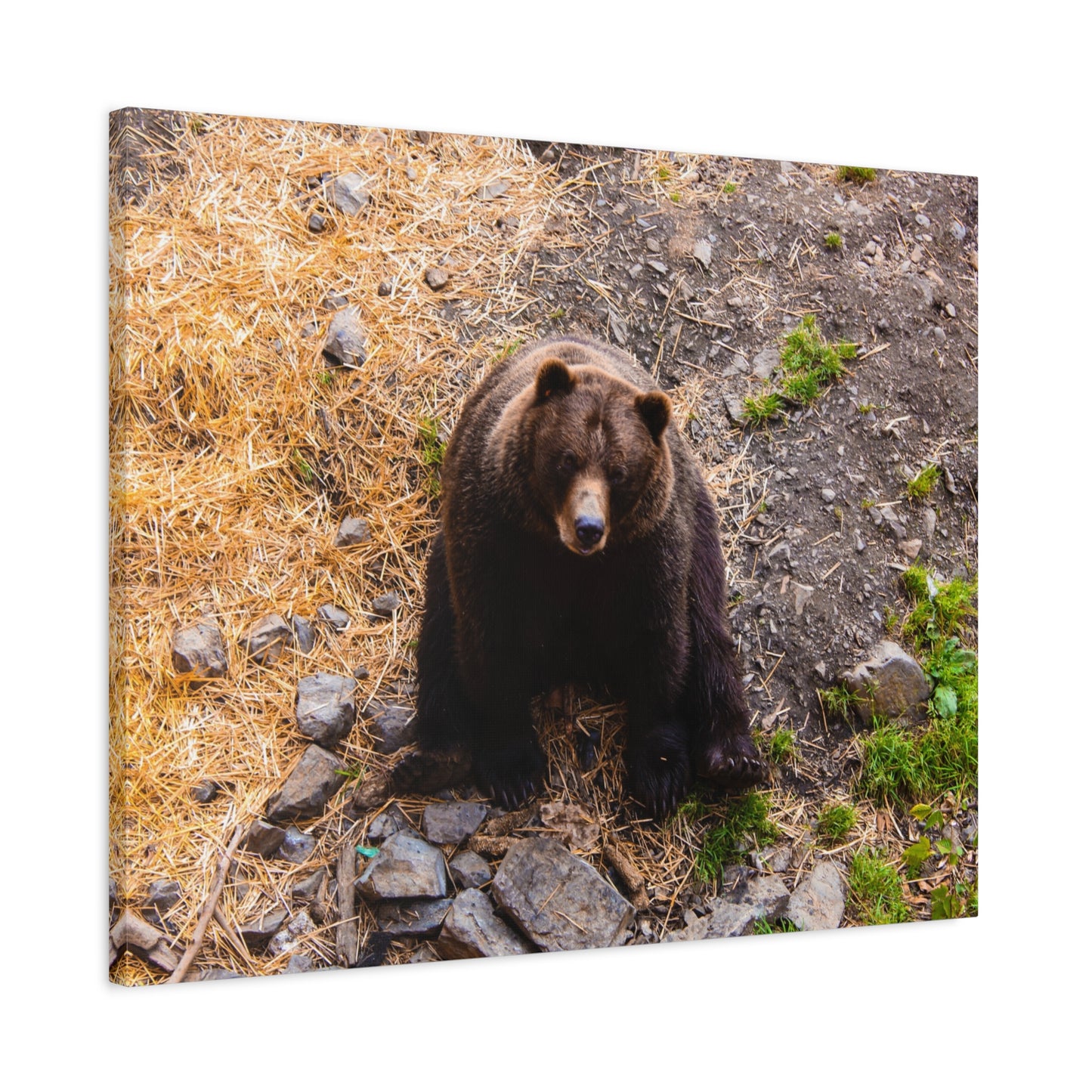 Canvas Print - Staring Bear Photograph