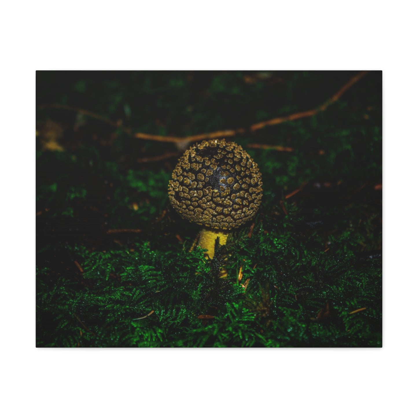 Canvas Print - Micro Mushroom Design