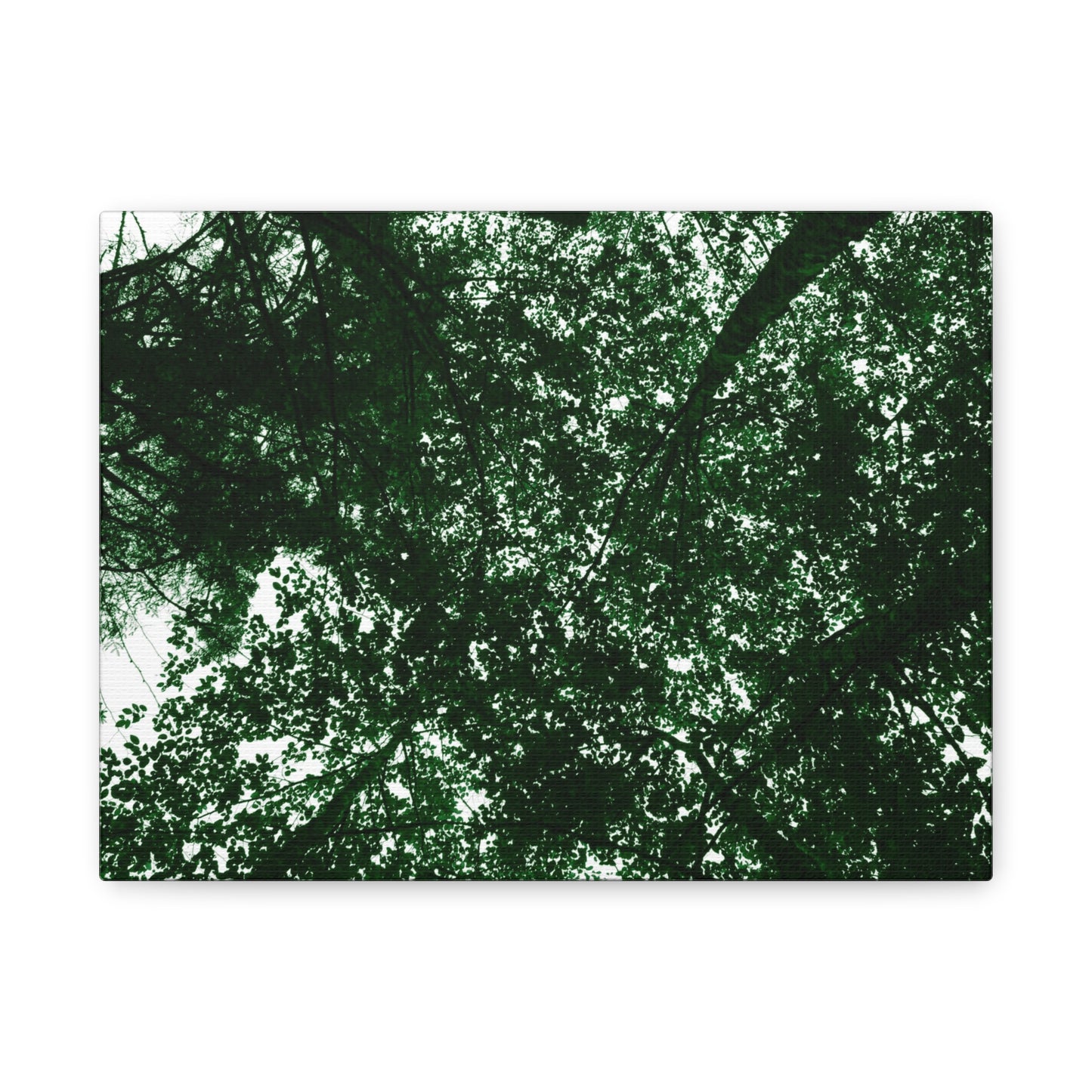 Canvas Print - Towering Tree Tops Photography
