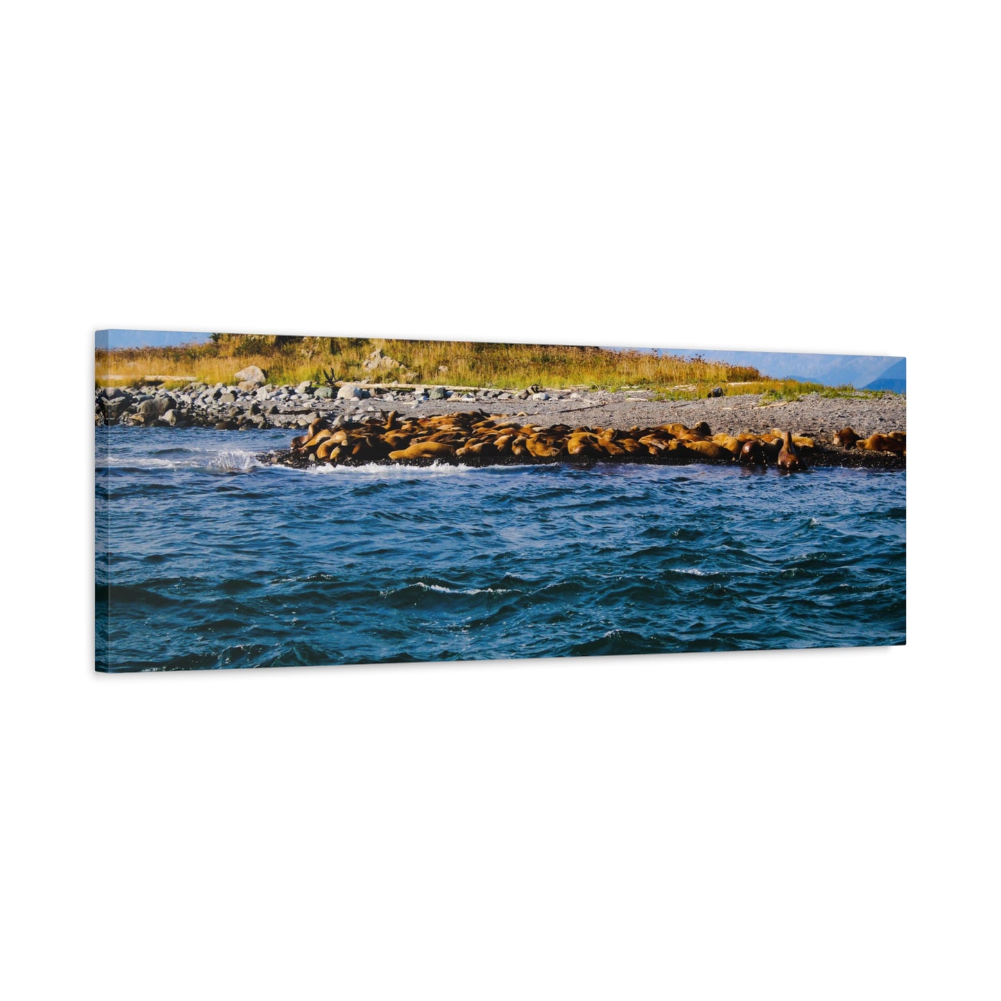 Canvas Print - Photo of Seal Island