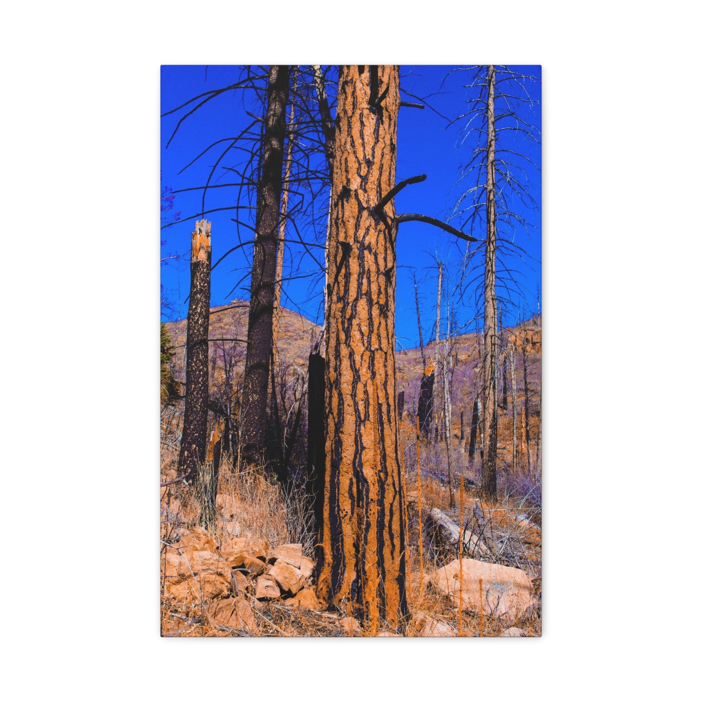Canvas Print - Thunder Struck Tree Photo
