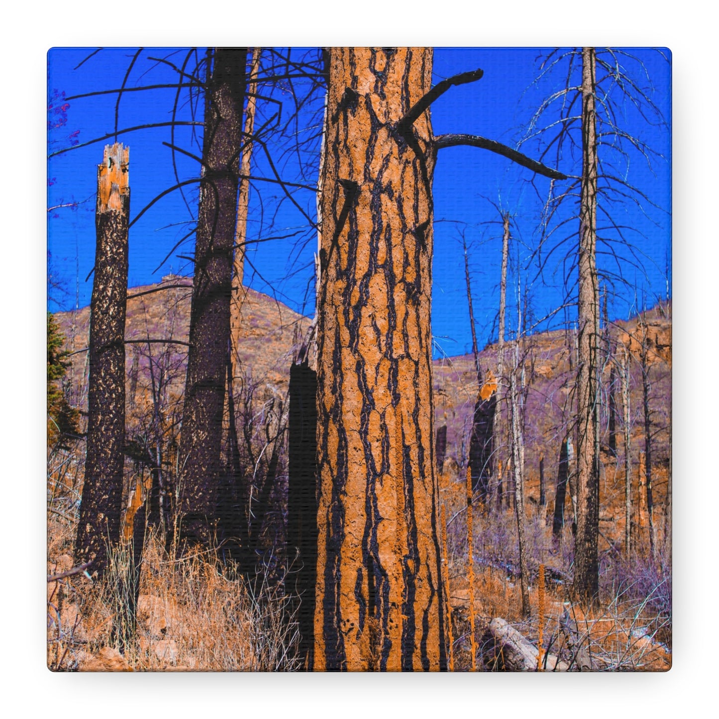 Canvas Print - Thunder Struck Tree Photo